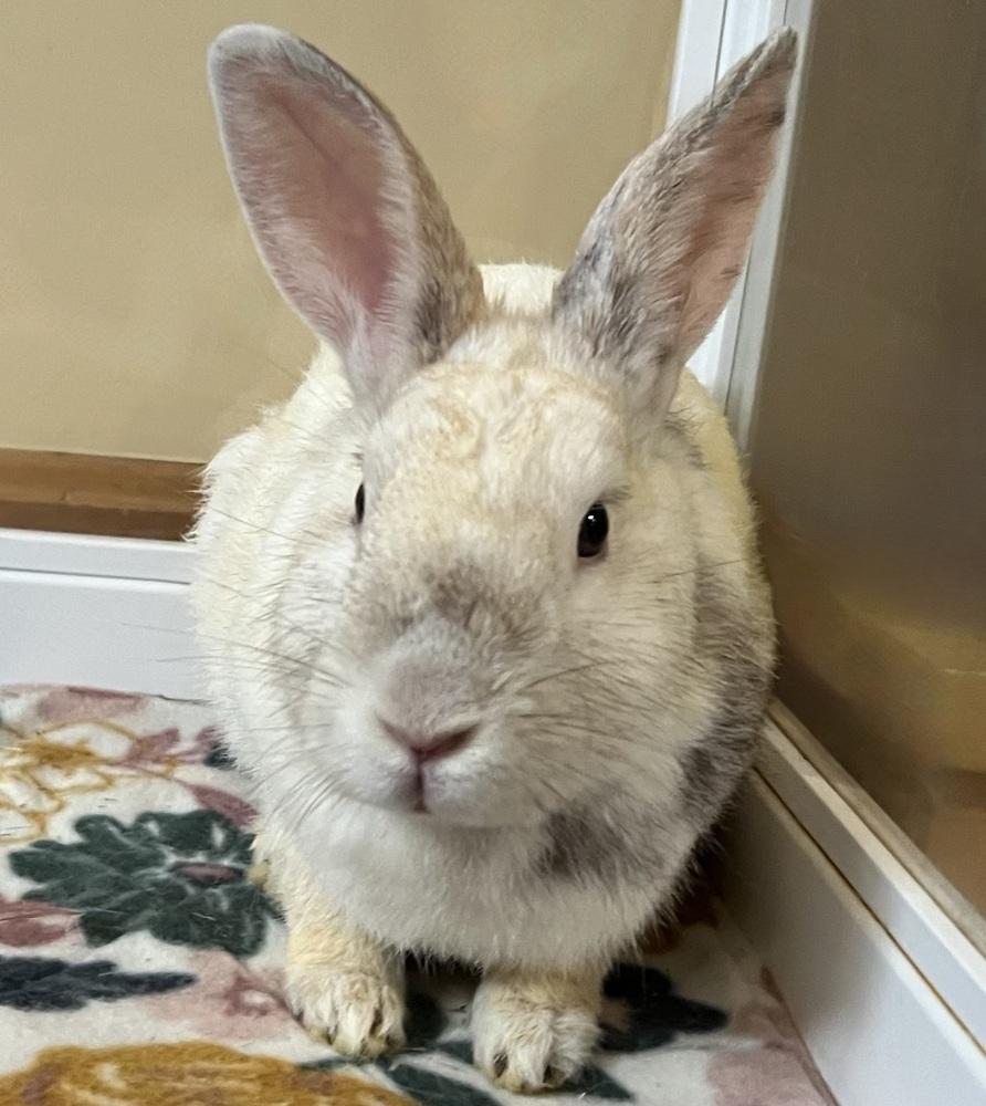 Enlarge Lemon Drop, a Adoptable Bunny Rabbit in Westford, MA image 5/6