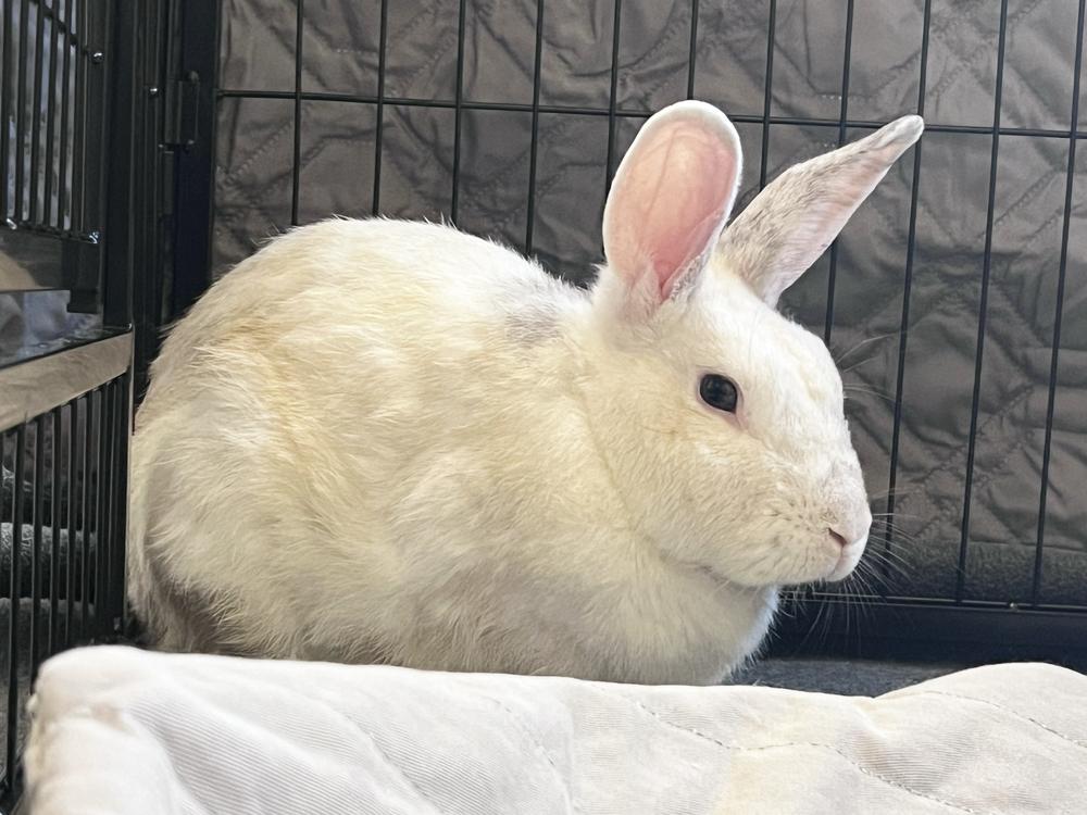 Enlarge Lemon Drop, a Adoptable Bunny Rabbit in Westford, MA image 6/6