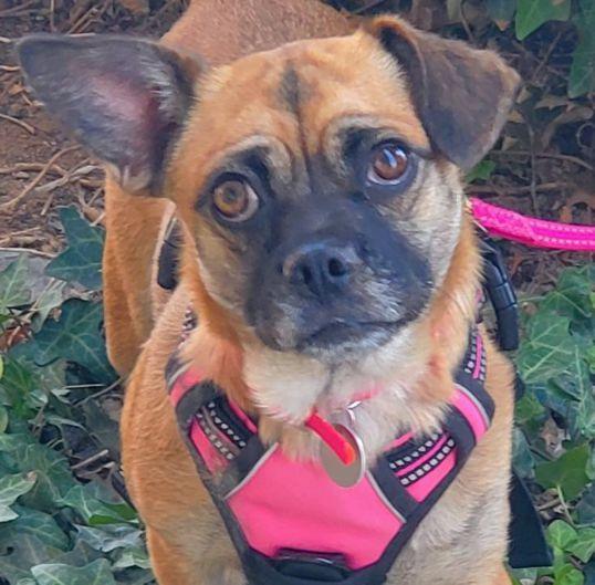 Daisy, a Adopted Pug in Anaheim Hills, CA image 1/3