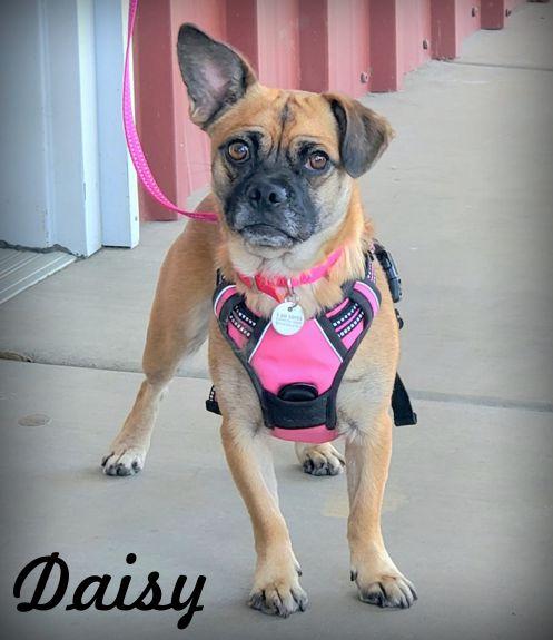 Daisy, a Adopted Pug in Anaheim Hills, CA image 2/3