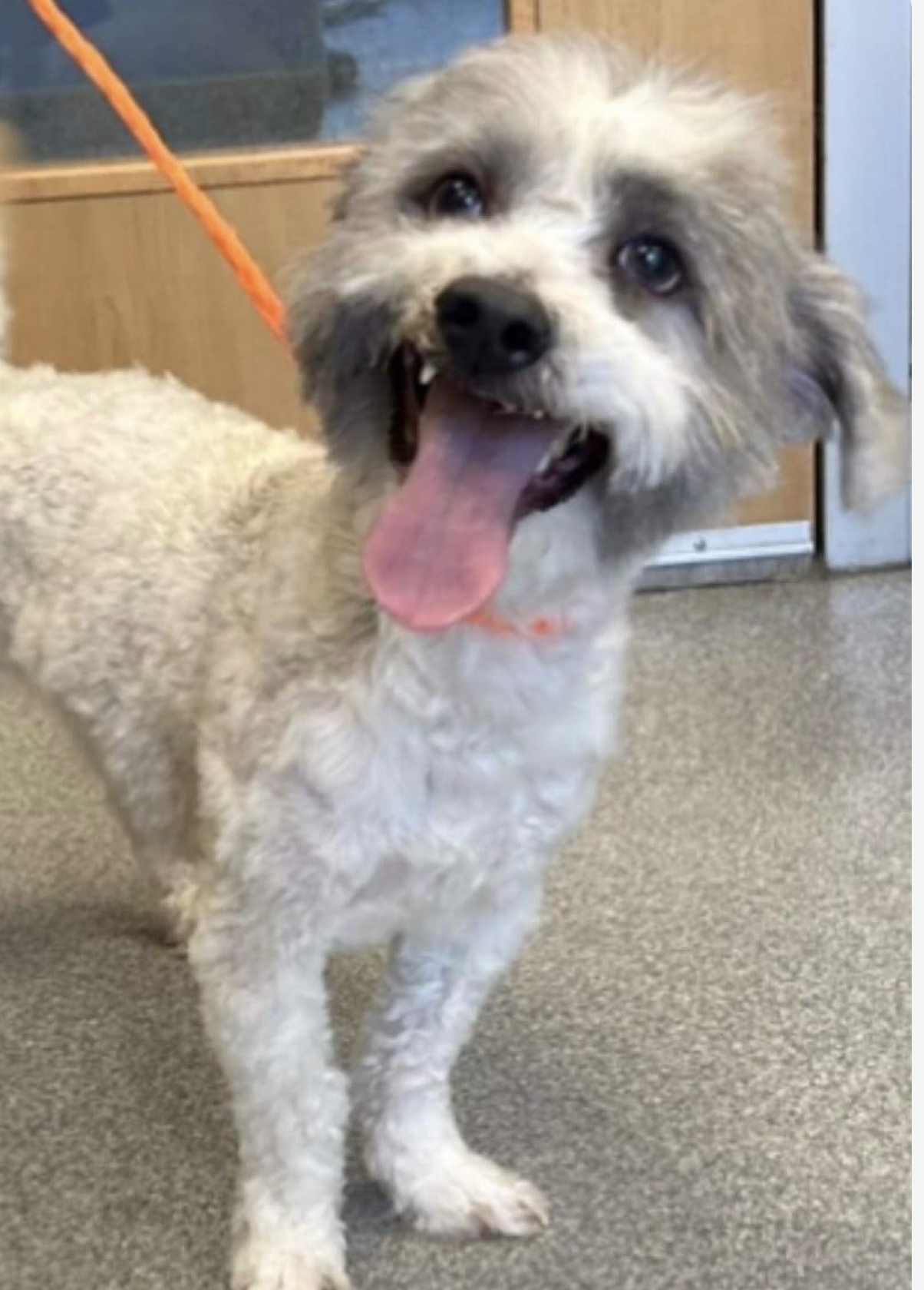 Dog for adoption Mojito, a Havanese & Poodle Mix in Soldotna, AK