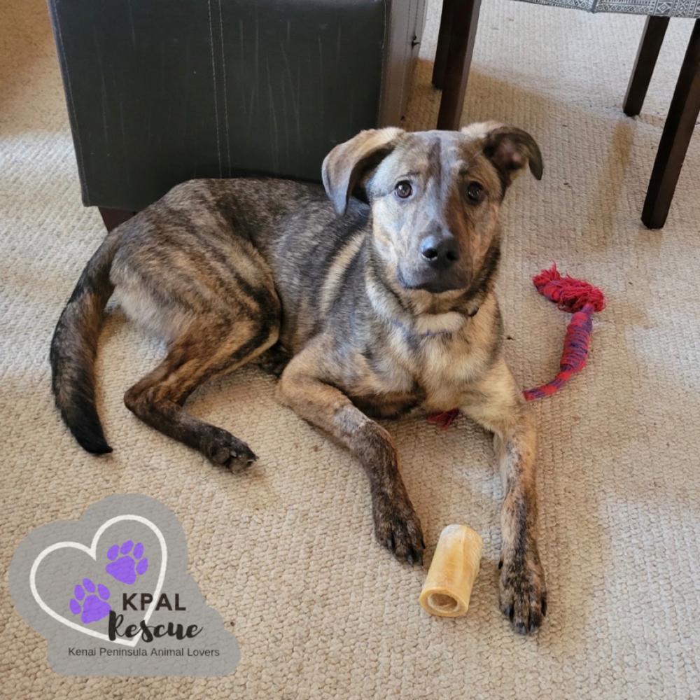 Bourbon, Adoptable, Young Male Mixed Breed & Mixed Breed.