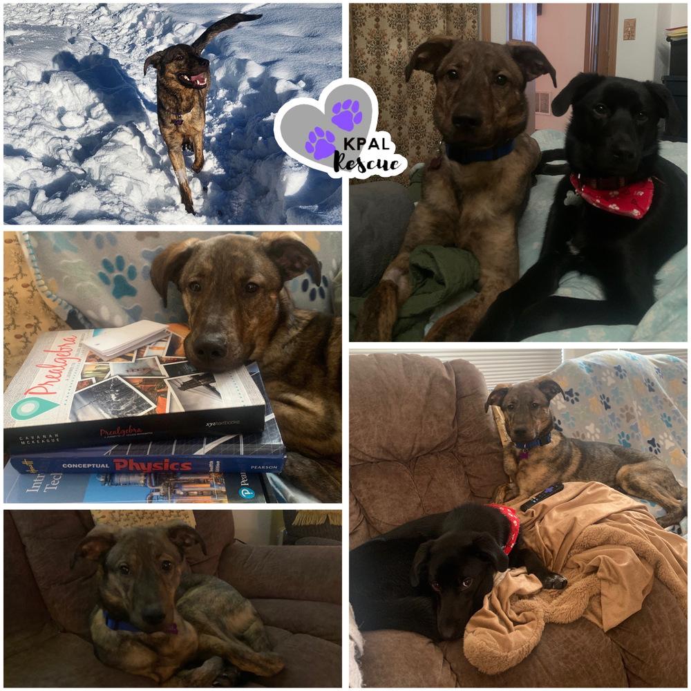 Bourbon, Adoptable, Young Male Mixed Breed & Mixed Breed.