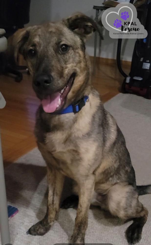 Enlarge Bourbon, a Adoptable mixed breed in Kenai, AK image 3/6