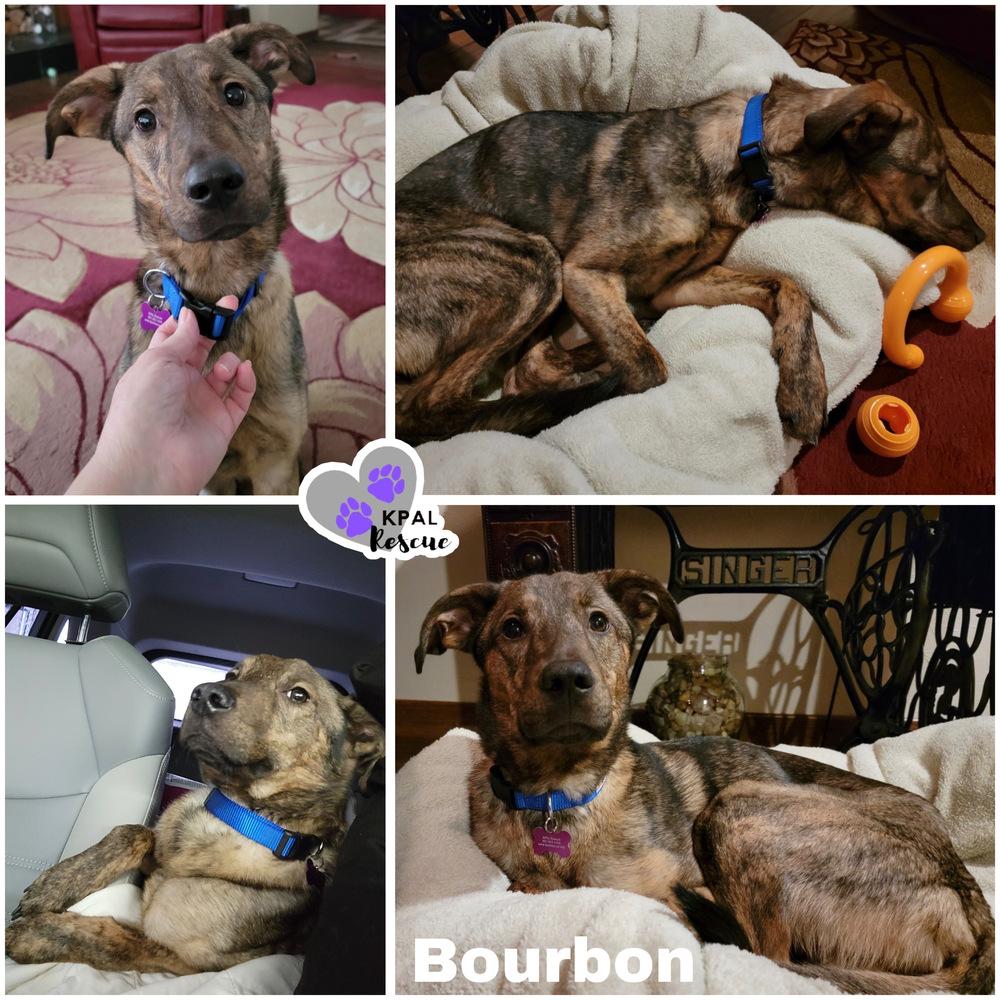 Enlarge Bourbon, a Adoptable mixed breed in Kenai, AK image 2/3