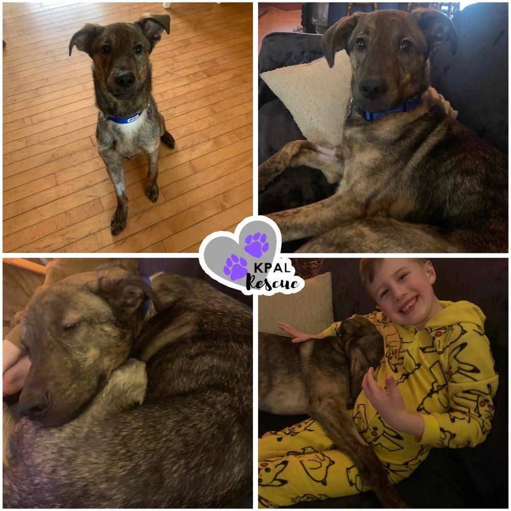 Enlarge Bourbon, a Adoptable mixed breed in Kenai, AK image 3/3