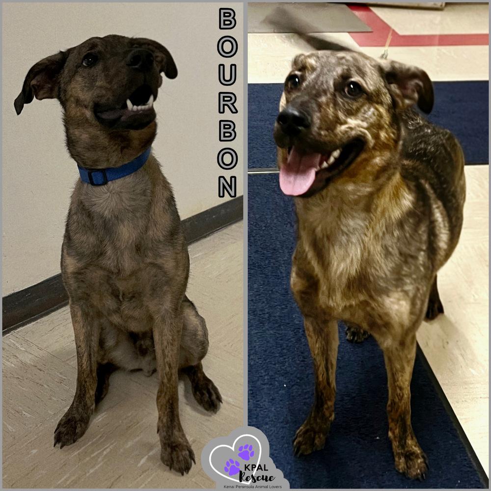 Enlarge Bourbon, a Adoptable mixed breed in Kenai, AK image 6/6