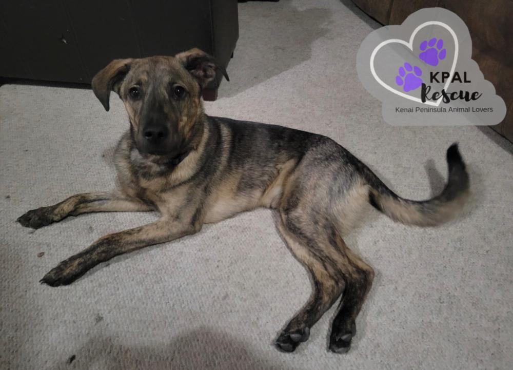 Enlarge Bourbon, a Adoptable mixed breed in Kenai, AK image 6/6