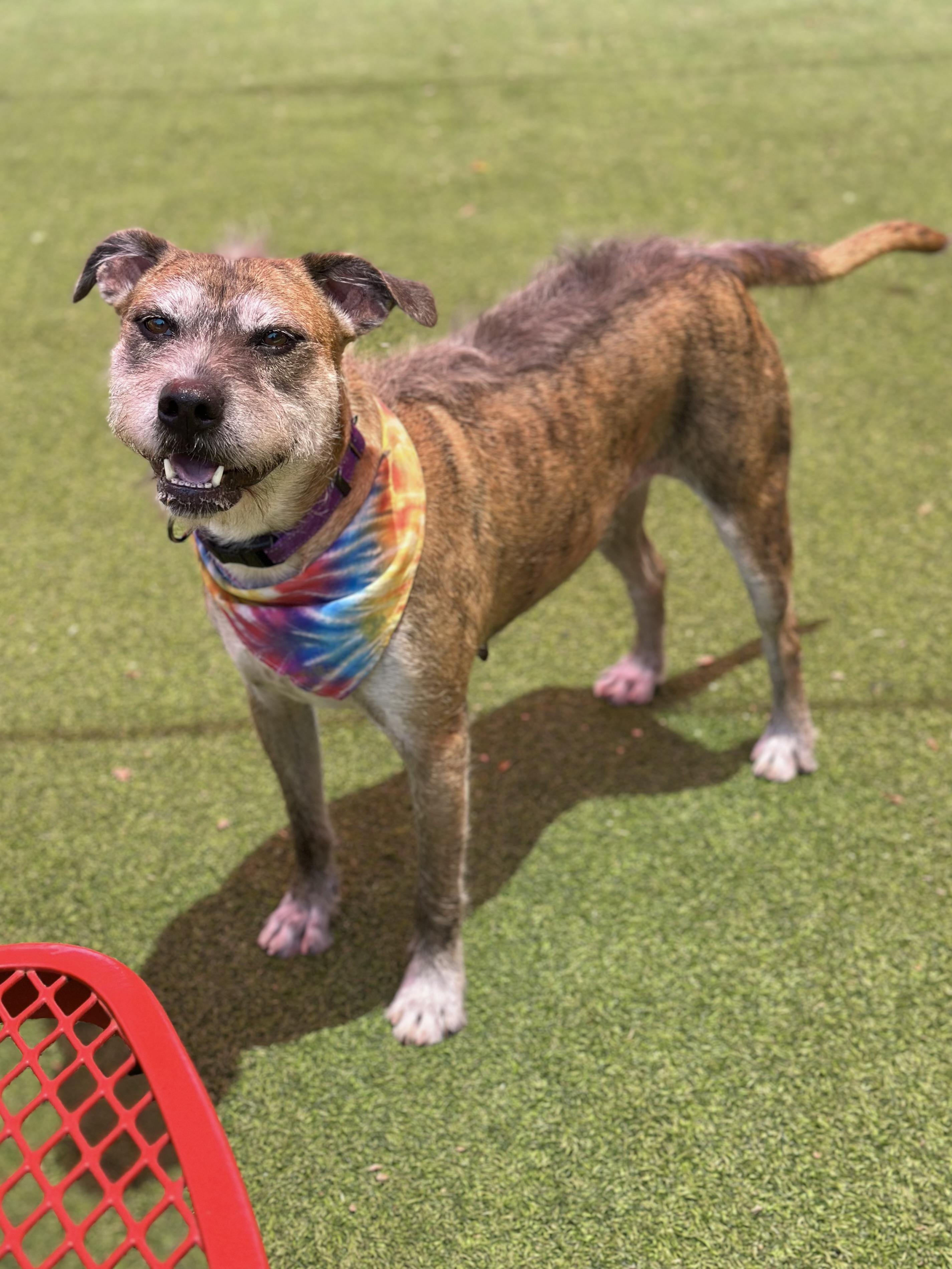 Enlarge Spice, a Adoptable mixed breed in Glendale, AZ image 1/4