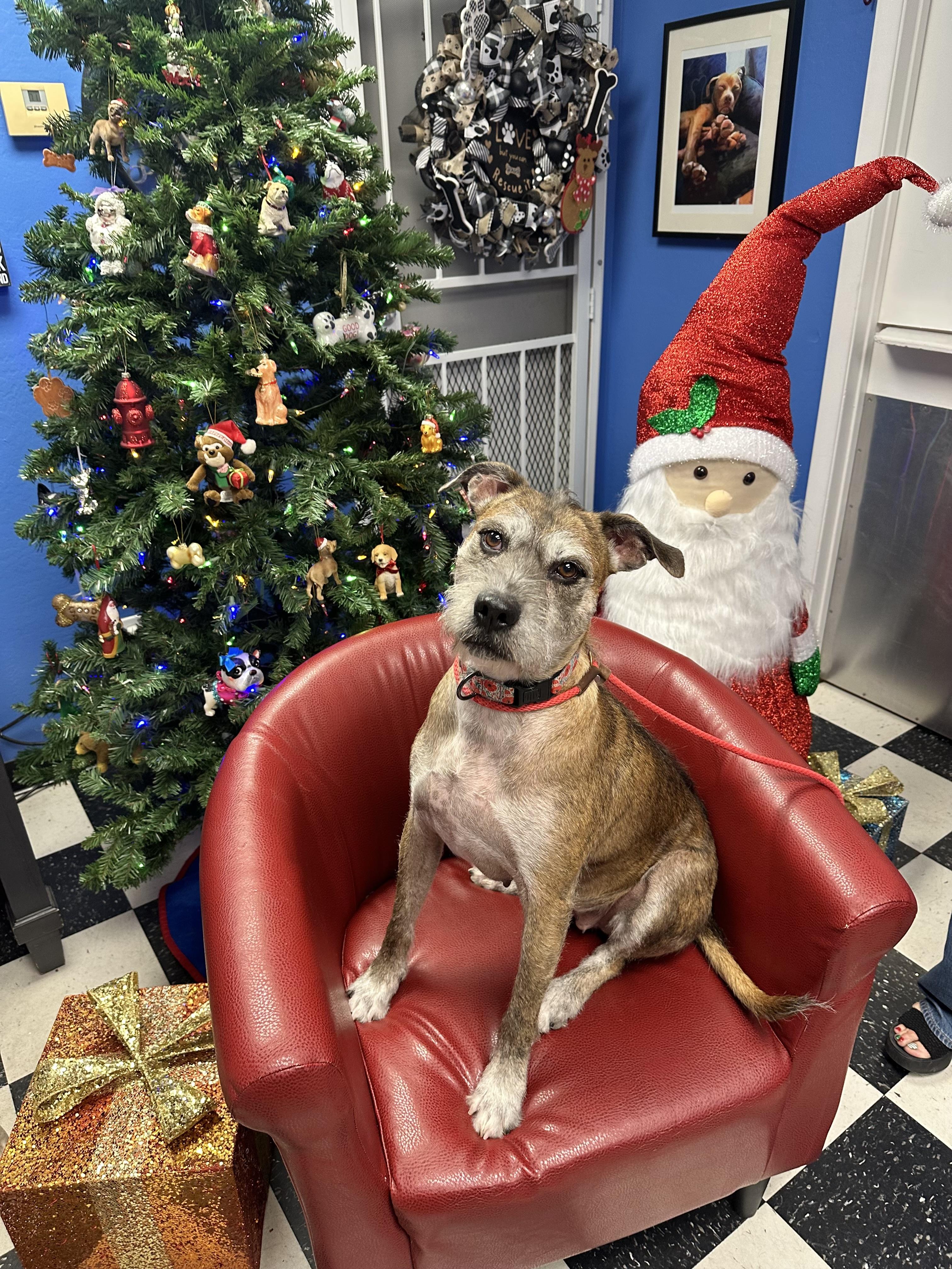 Enlarge Spice, a Adoptable mixed breed in Glendale, AZ image 4/4