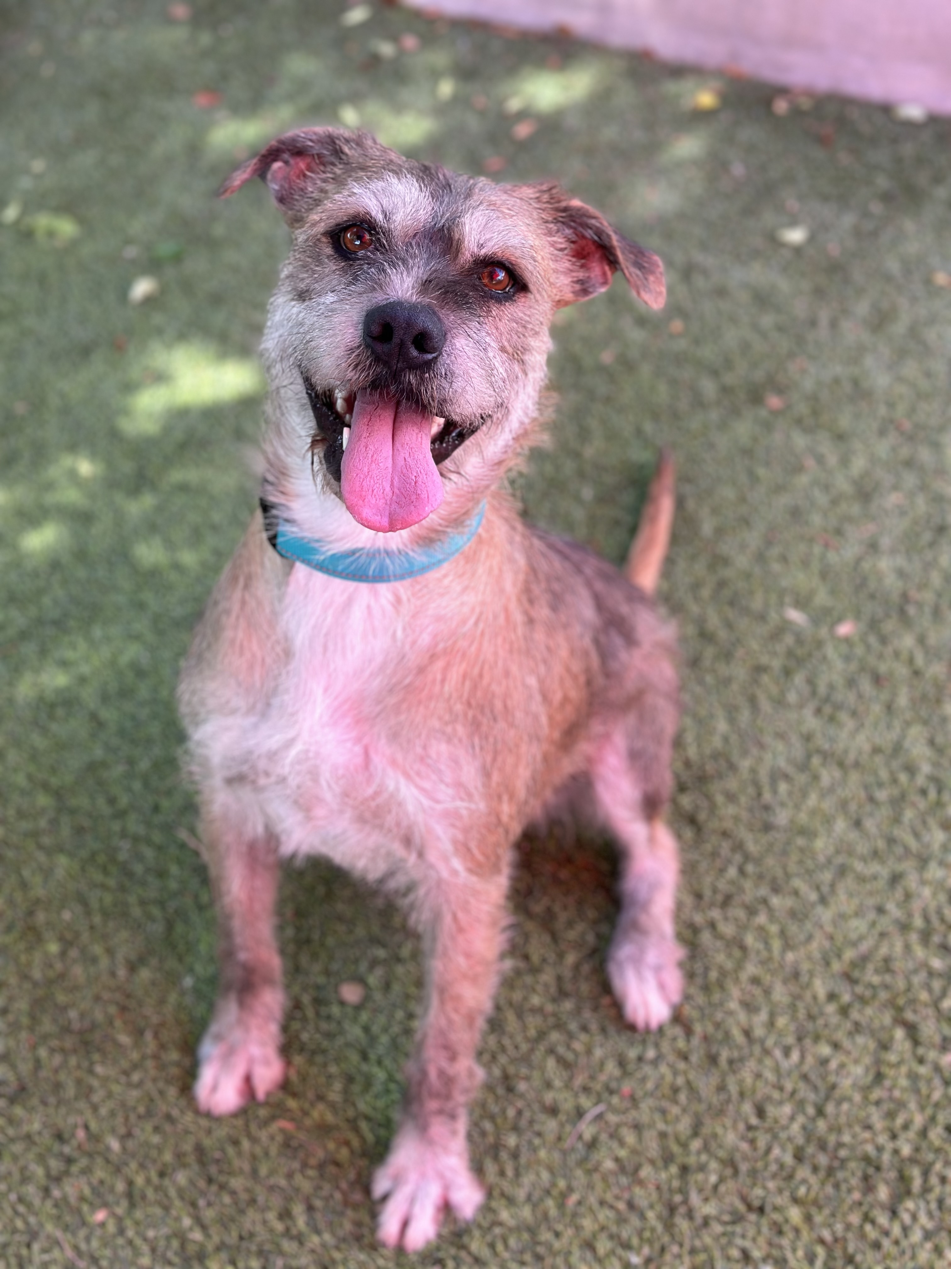 Spice, Adoptable, Adult Female Lakeland Terrier.