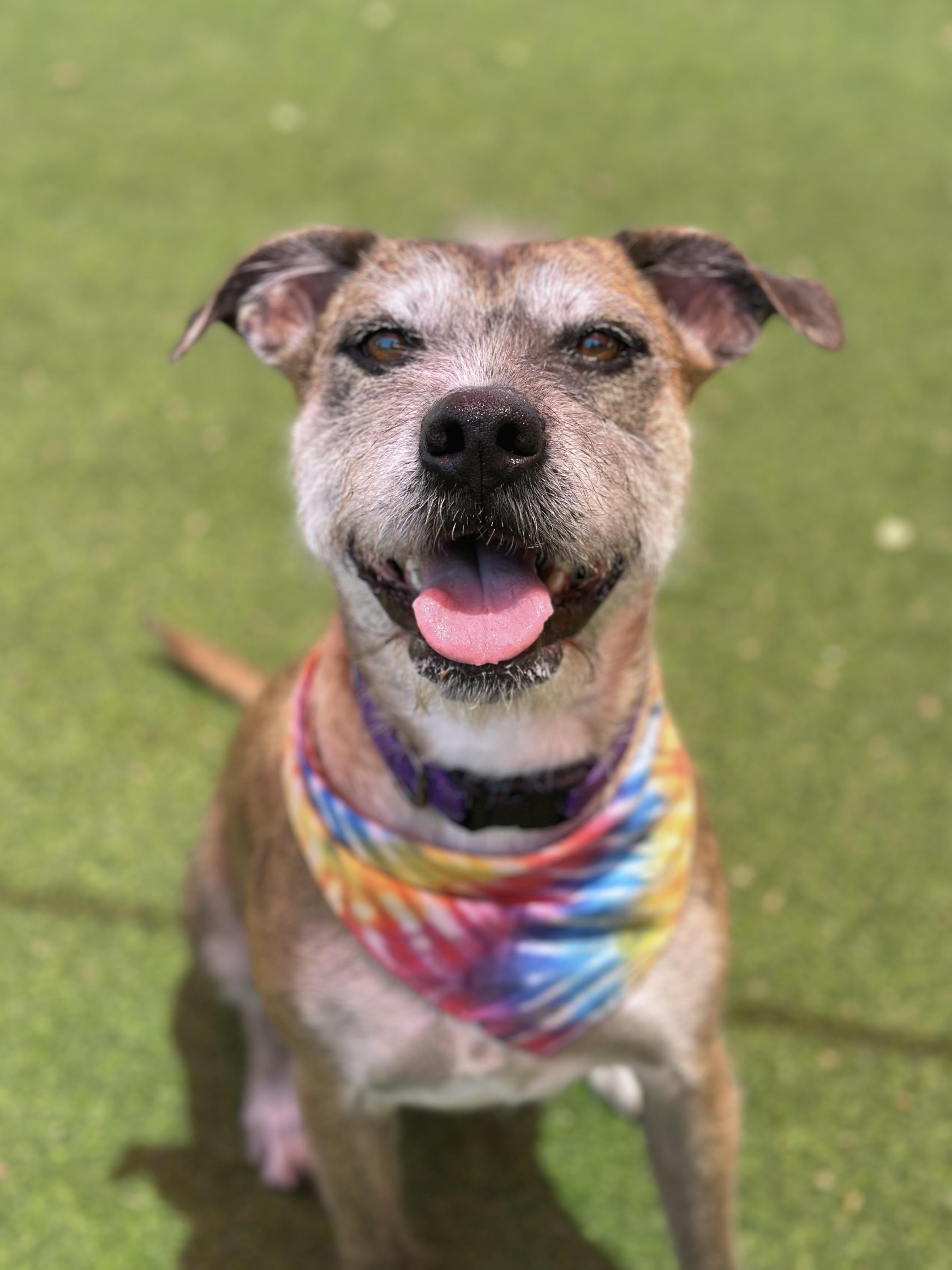 Enlarge Spice, a Adoptable mixed breed in Glendale, AZ image 3/4