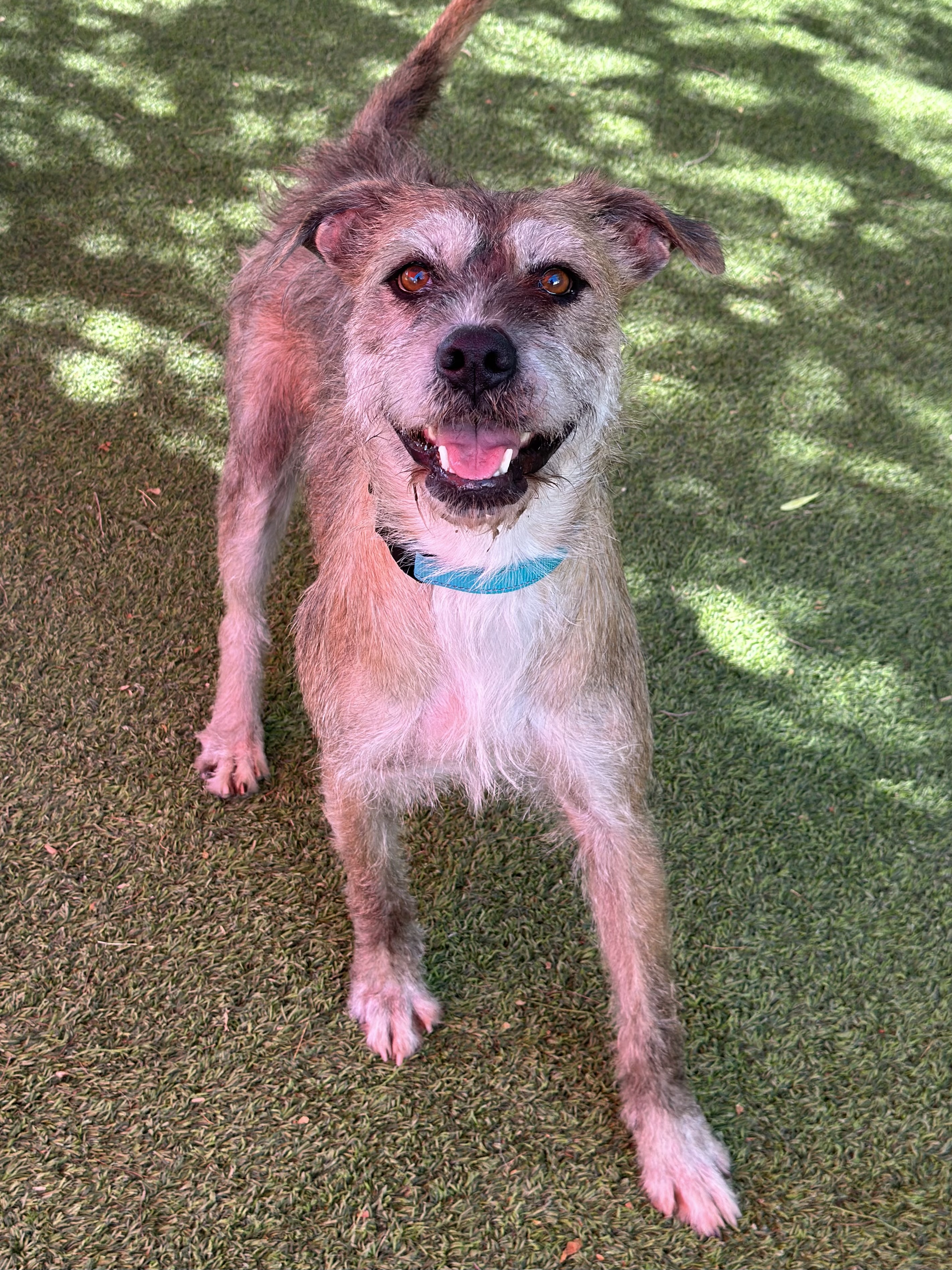 Spice, a Adoptable Lakeland Terrier in Glendale, AZ image 2/4