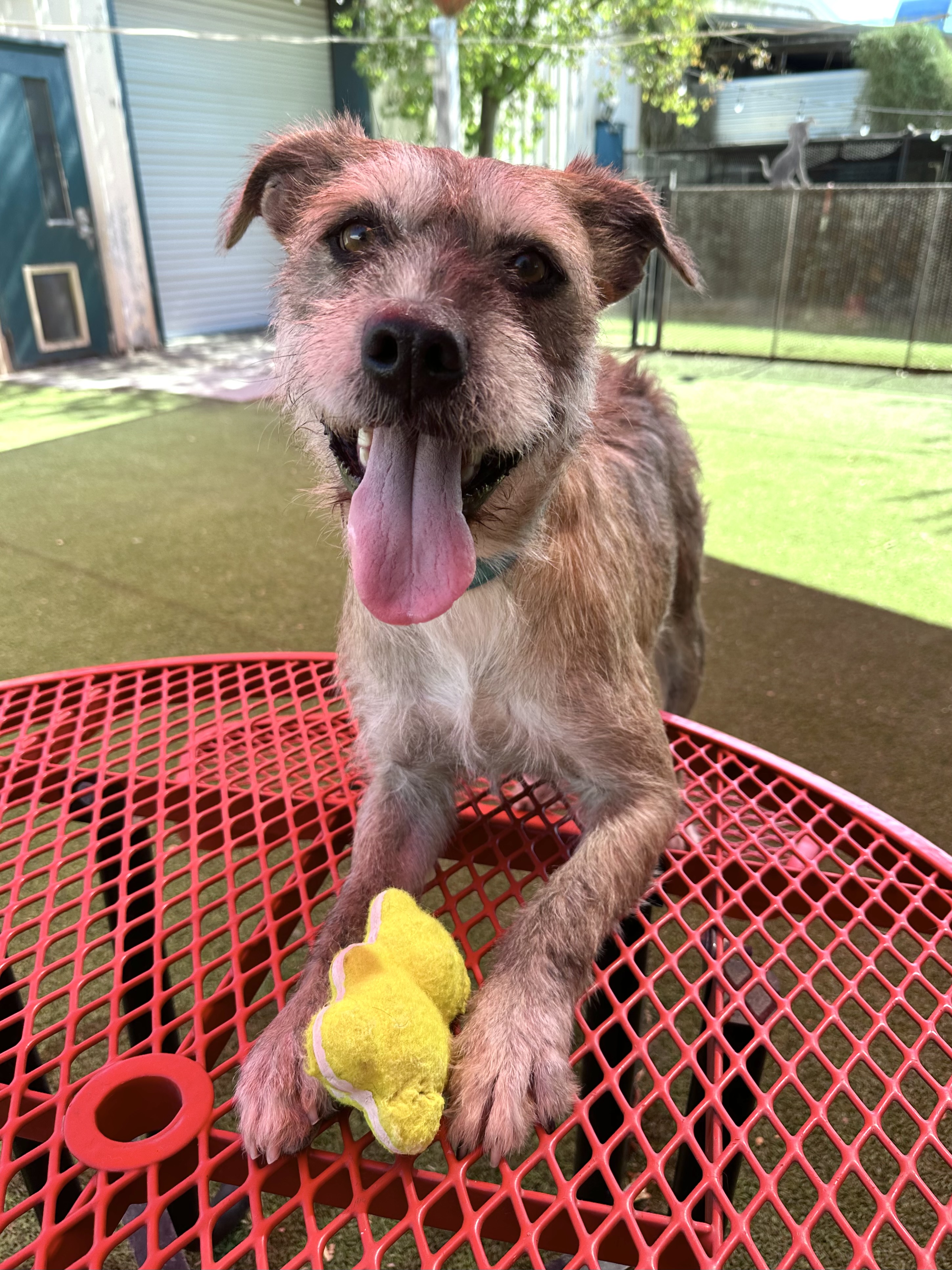 Spice, a Adoptable Lakeland Terrier in Glendale, AZ image 3/4