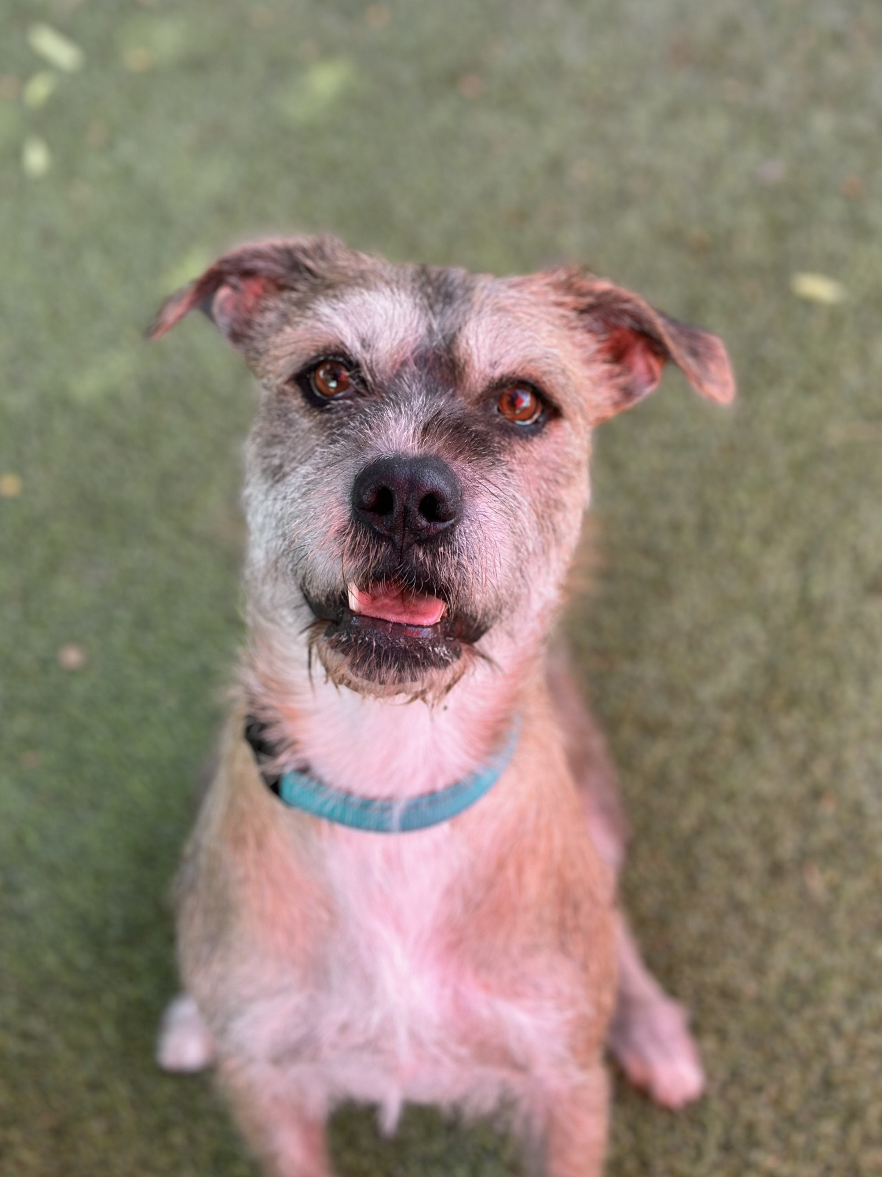 Spice, a Adoptable Lakeland Terrier in Glendale, AZ image 4/4