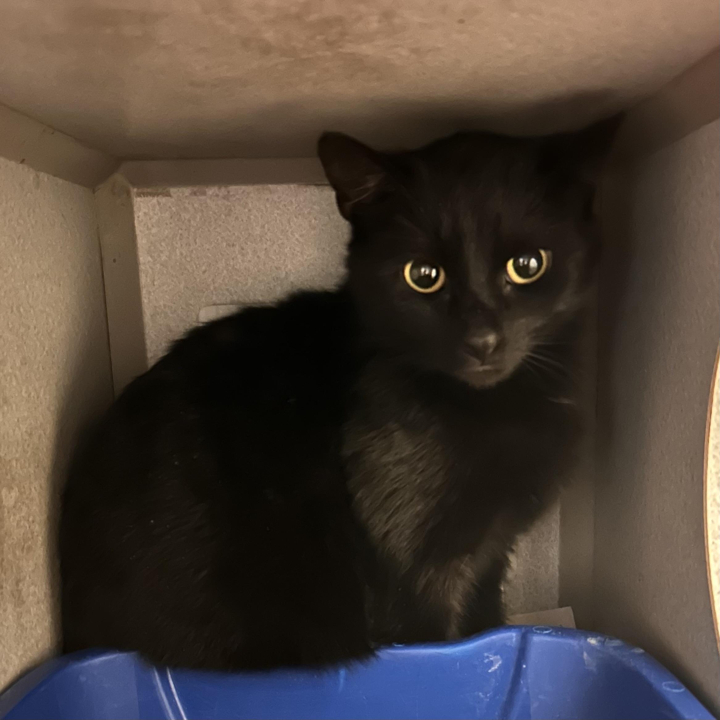 Lyric, ADOPTABLE, Adult Female Domestic Short Hair.