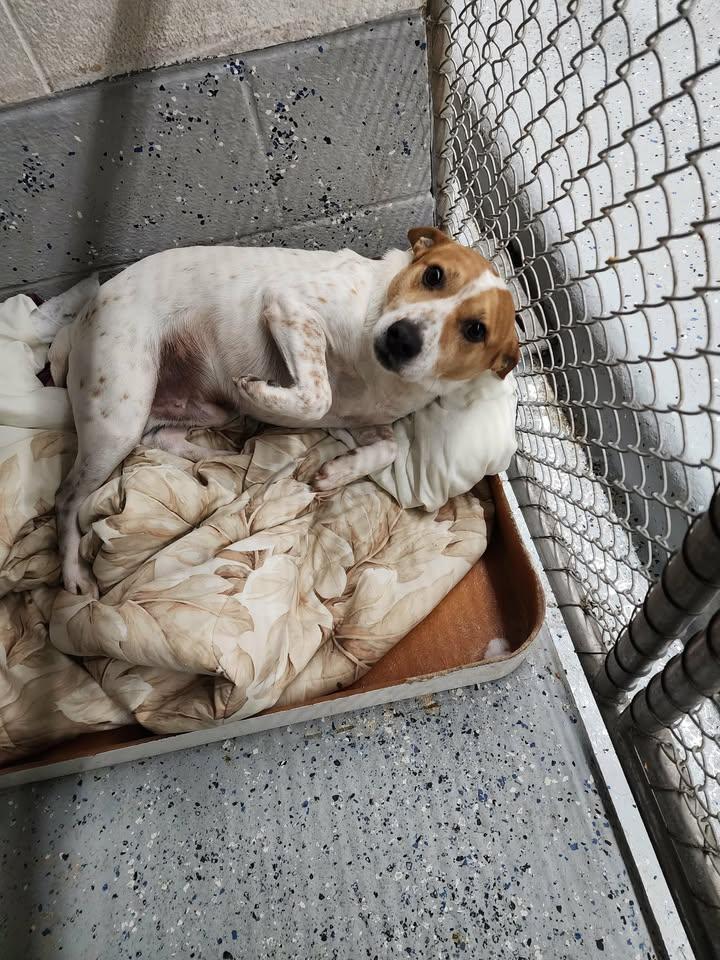 JACK, a ADOPTABLE mixed breed in Reed City, MI image 1/2