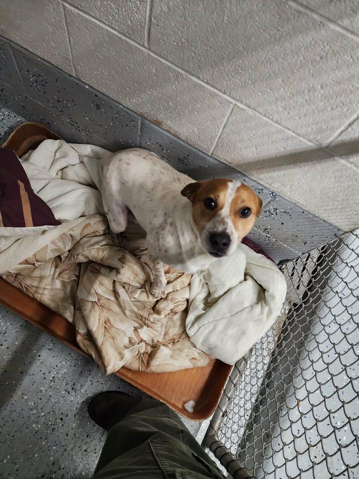 JACK, a ADOPTABLE mixed breed in Reed City, MI image 2/2