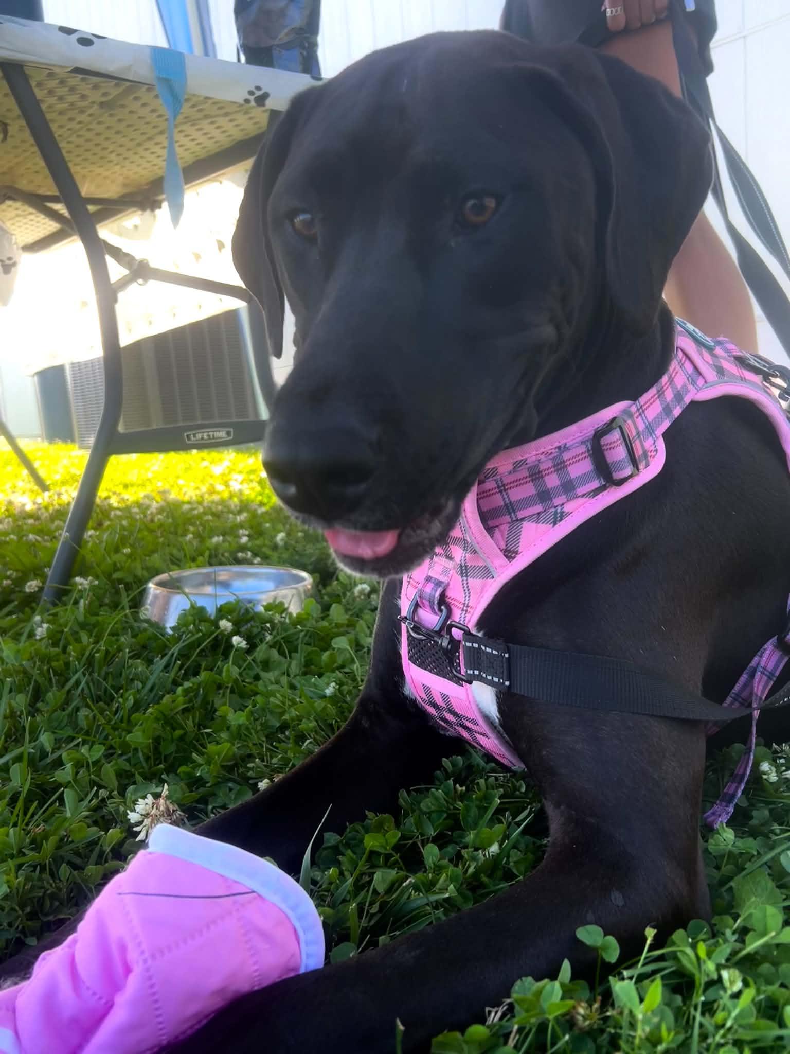 Blueberry, a Adoptable mixed breed in Kansas City, MO image 4/6