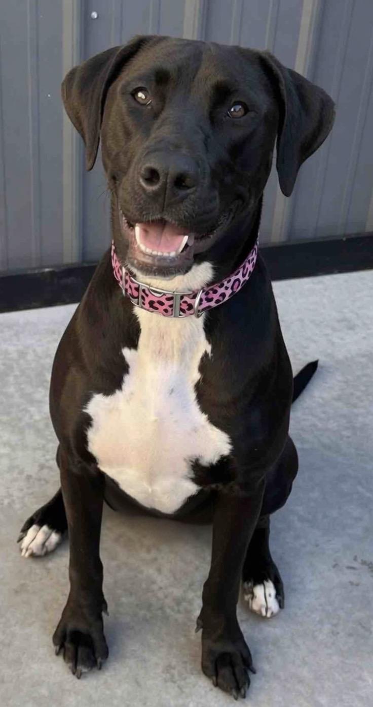 Blueberry, Adoptable, Young Female Doberman Pinscher & Pit Bull Terrier.