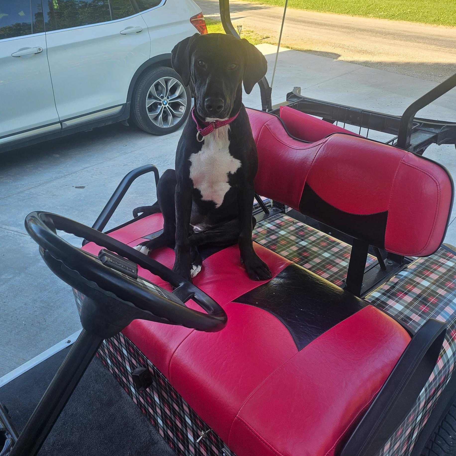 Enlarge Blueberry, a Adoptable mixed breed in Kansas City, MO image 2/4