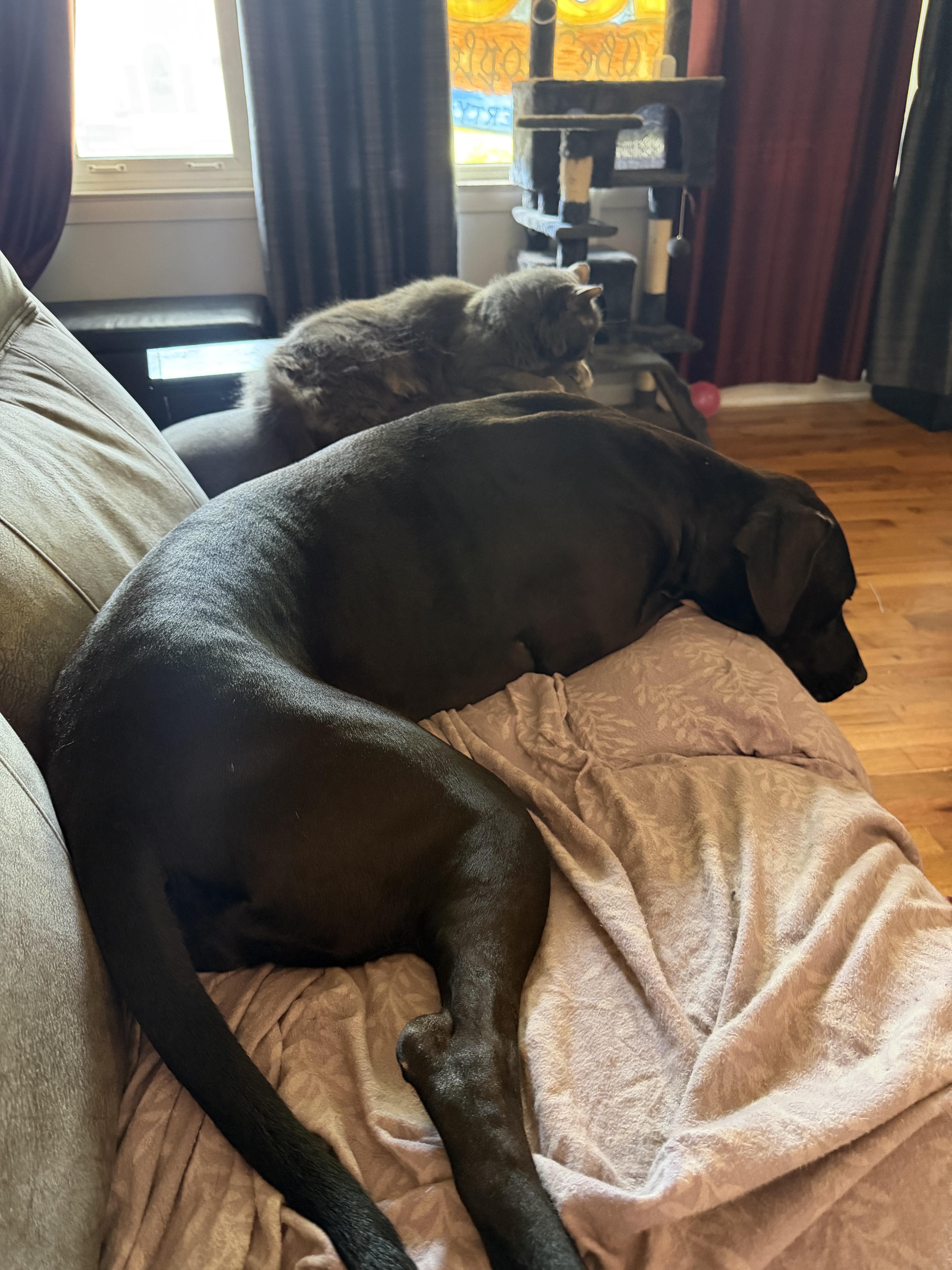 Blueberry, a Adoptable mixed breed in Kansas City, MO image 5/6