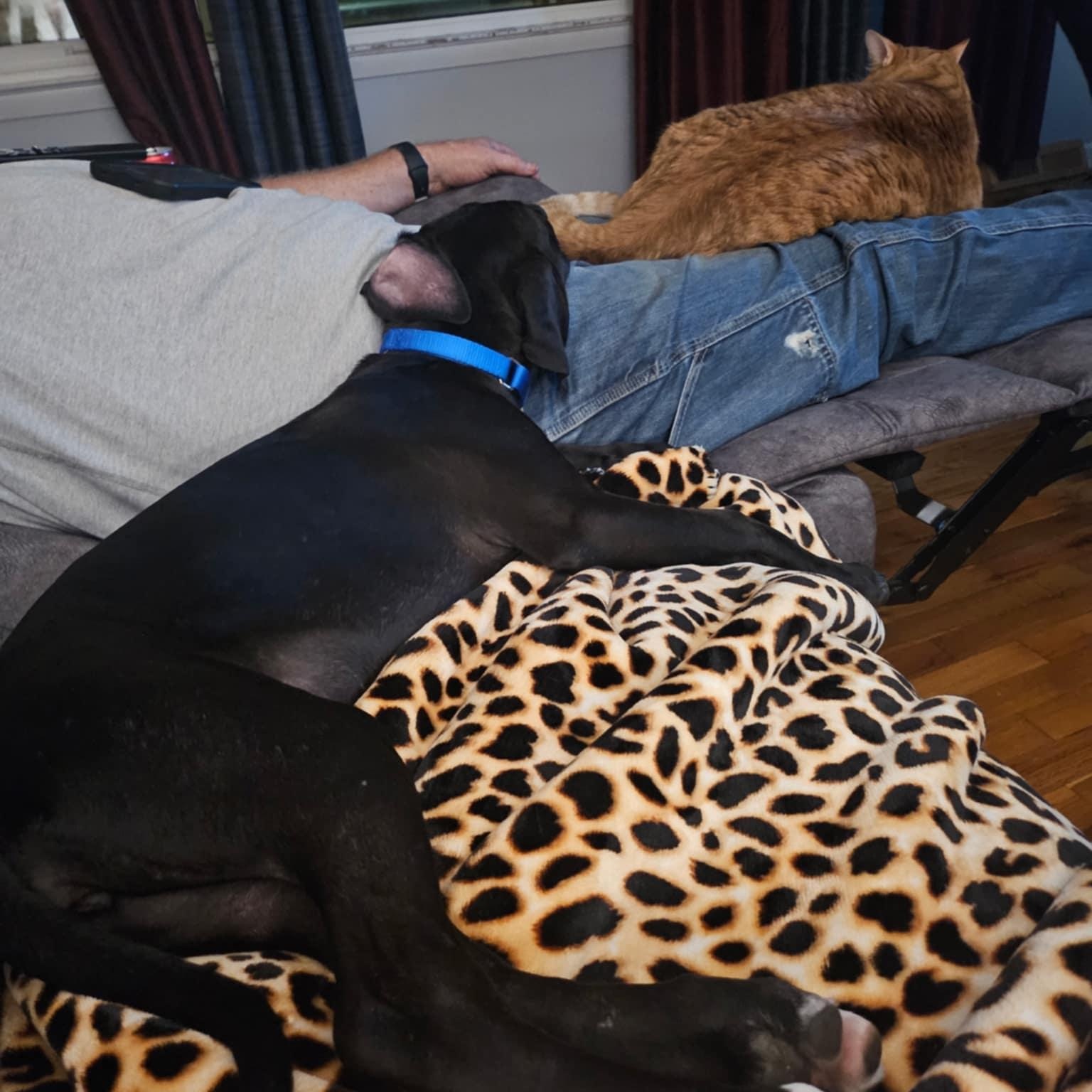 Enlarge Blueberry, a Adoptable mixed breed in Kansas City, MO image 4/4