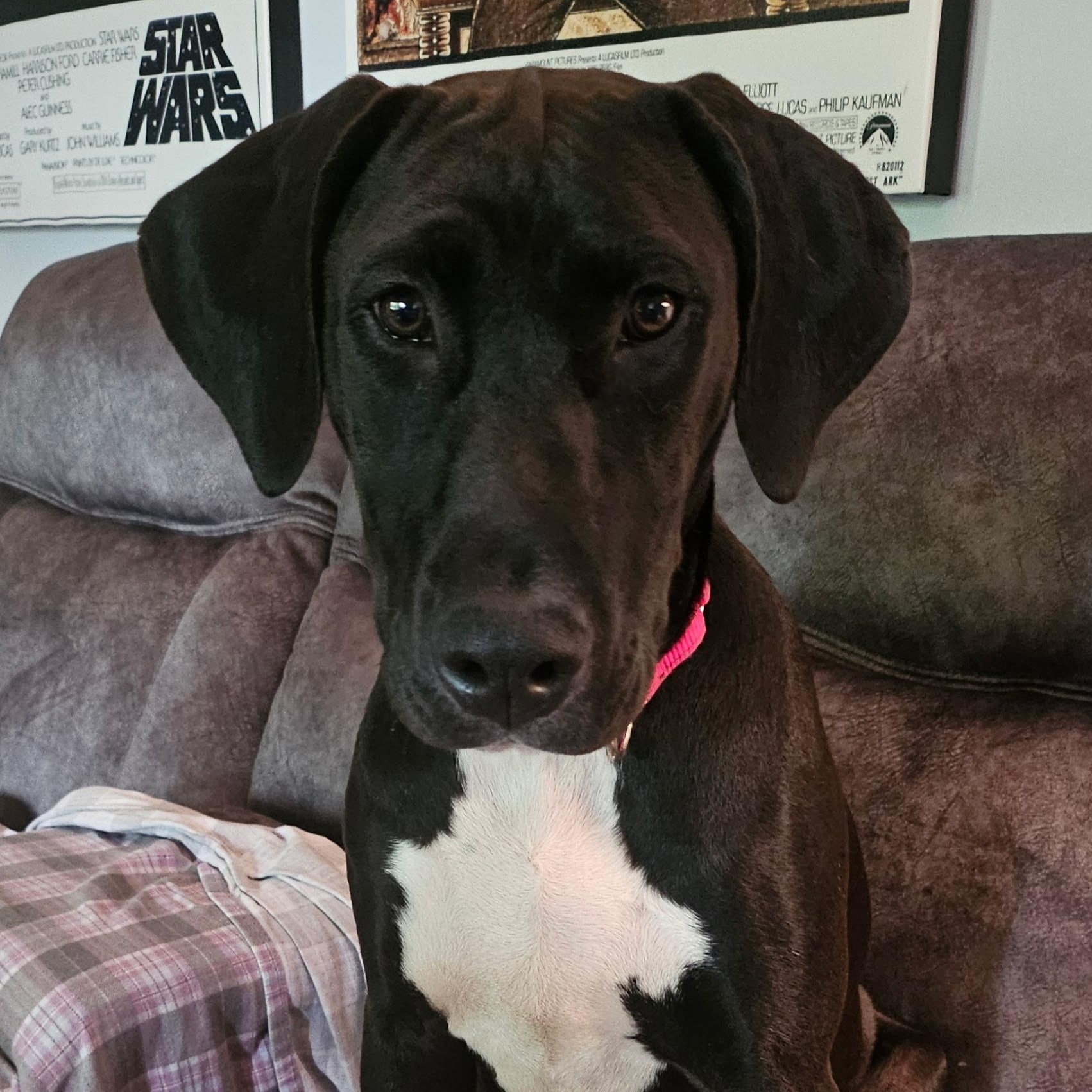 Enlarge Blueberry, a Adoptable mixed breed in Kansas City, MO image 3/4