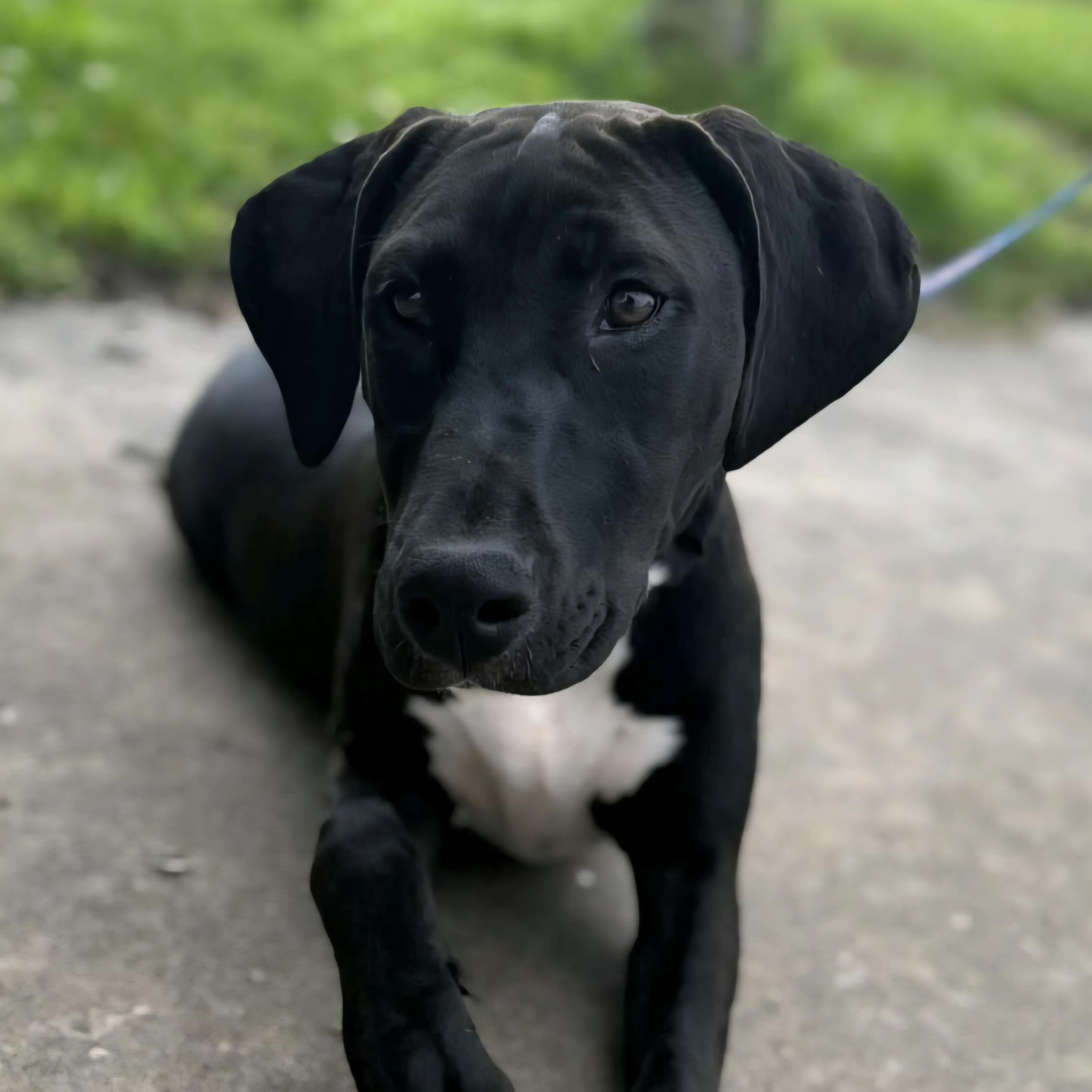 Blueberry, Adoptable, Young Female Doberman Pinscher & Pit Bull Terrier.