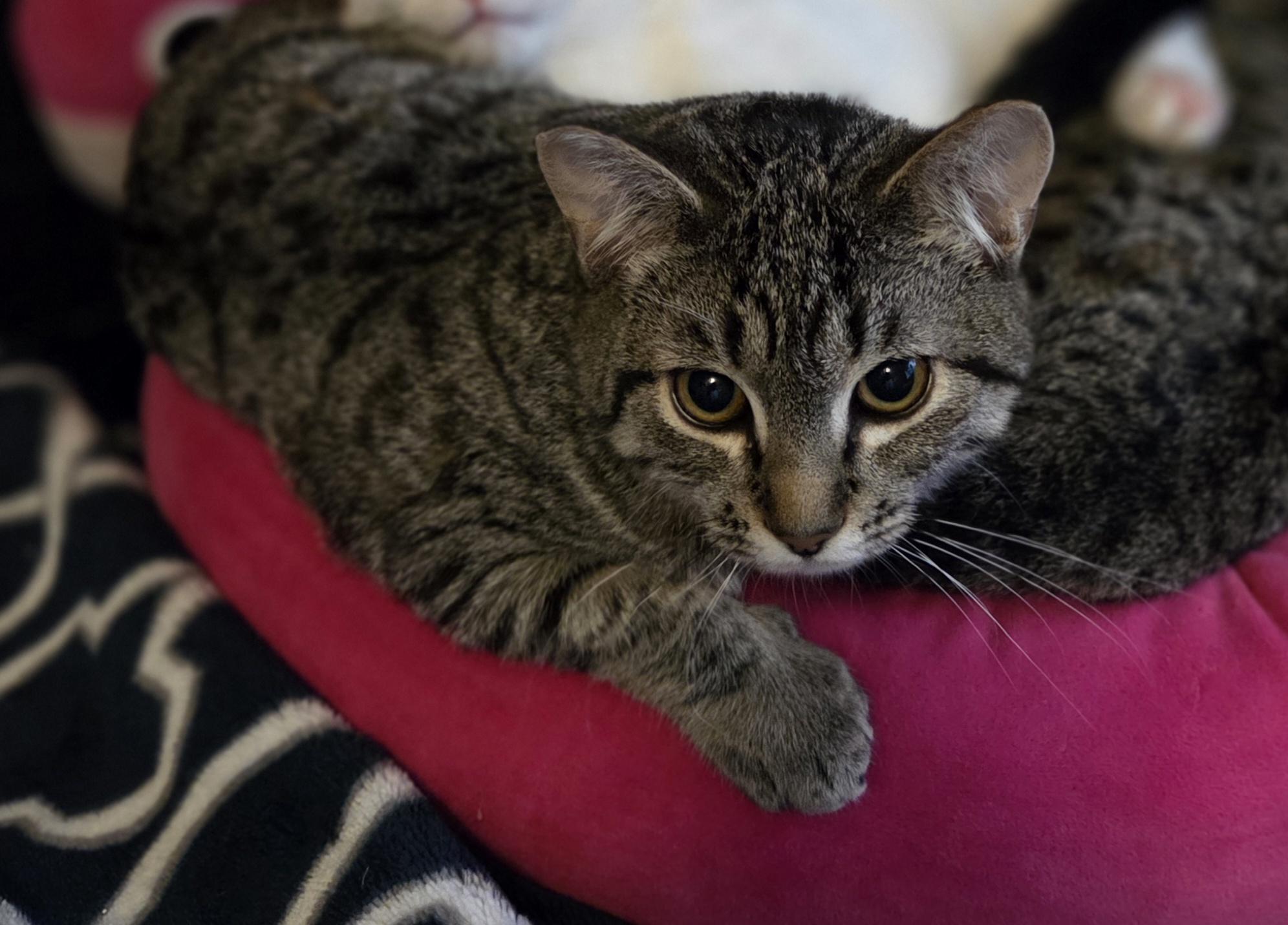 Enlarge Cara, a ADOPTABLE Tabby in Seattle, WA image 2/4