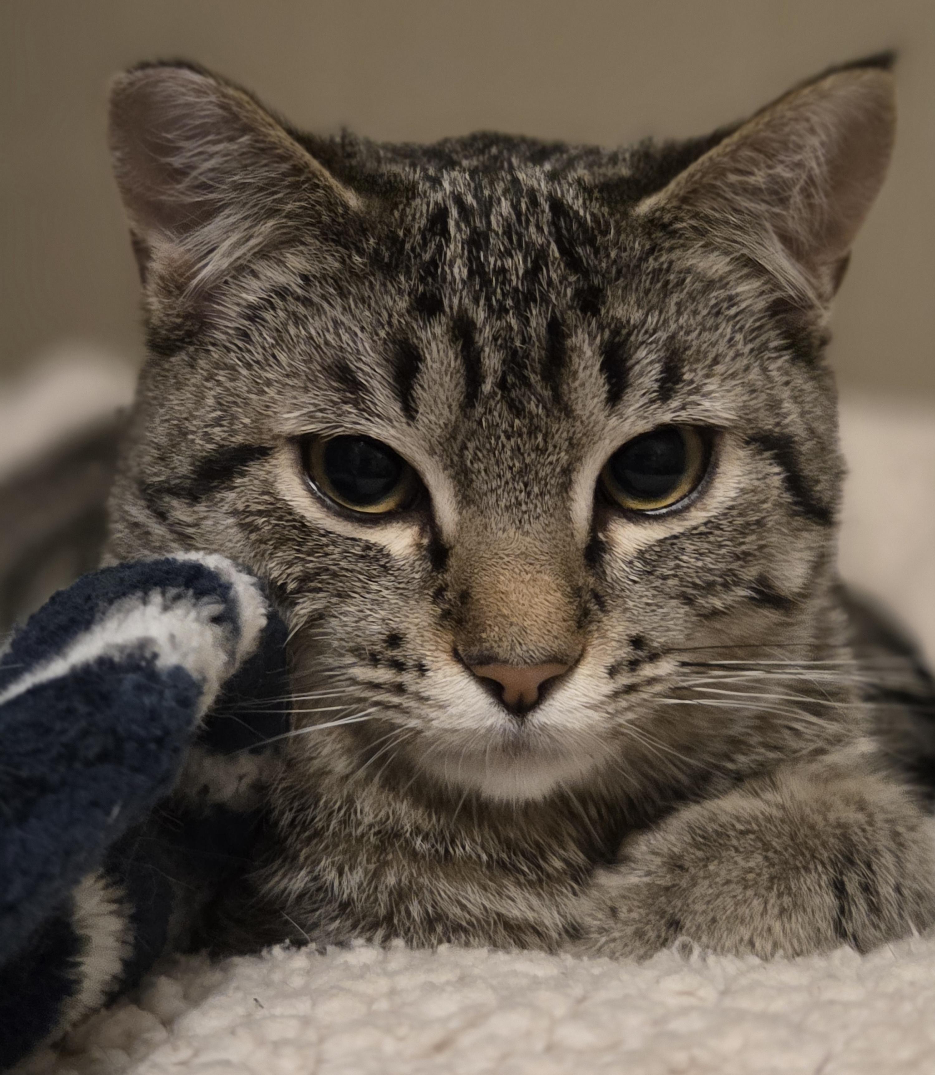 Enlarge Cara, a ADOPTABLE Tabby in Seattle, WA image 1/4