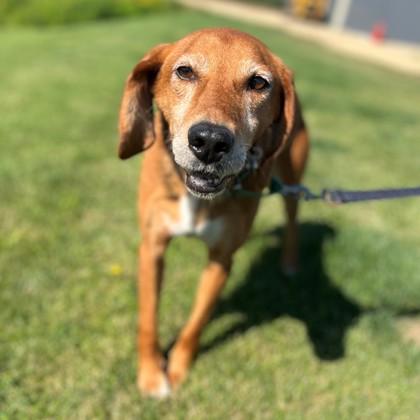 Enlarge Marty, a Adoptable mixed breed in Janesville, WI image 1/3