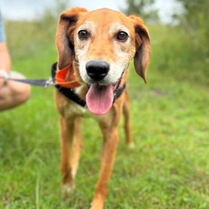Enlarge Marty, a Adoptable mixed breed in Janesville, WI image 2/3