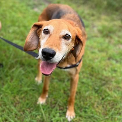 Enlarge Marty, a Adoptable mixed breed in Janesville, WI image 3/3