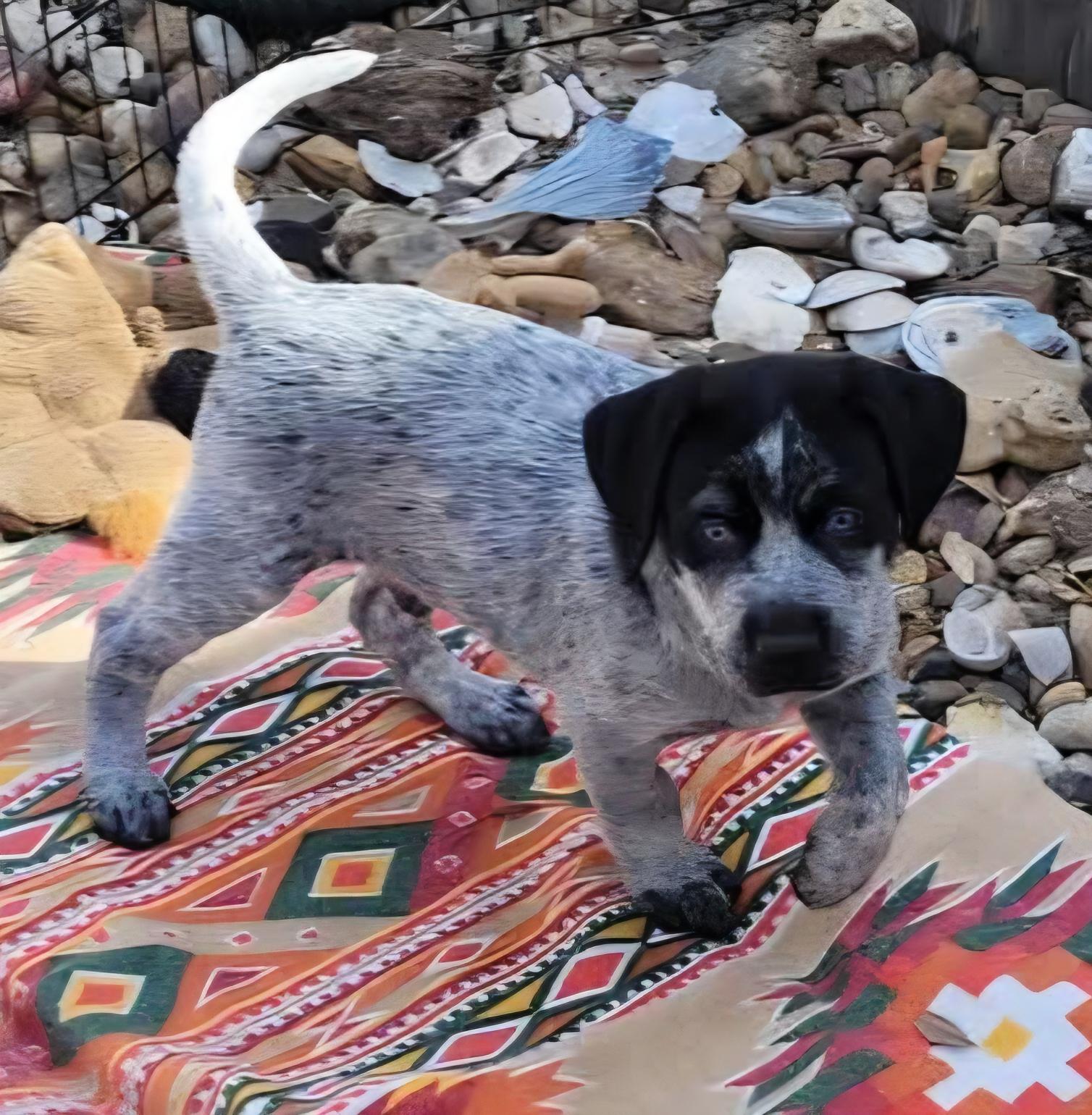 Enlarge Blue, a Adoptable mixed breed in Mission, TX image 1/3