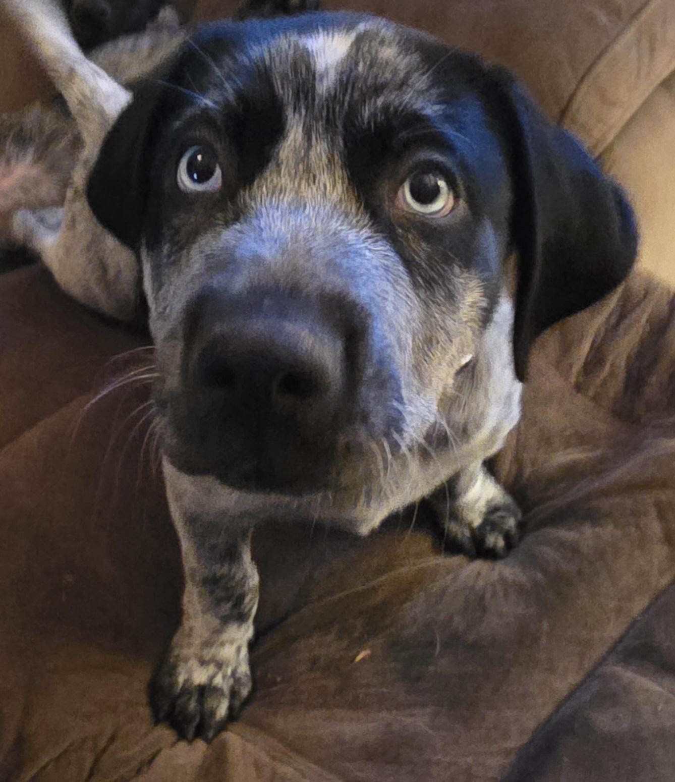 Enlarge Blue, a Adoptable mixed breed in Mission, TX image 3/3