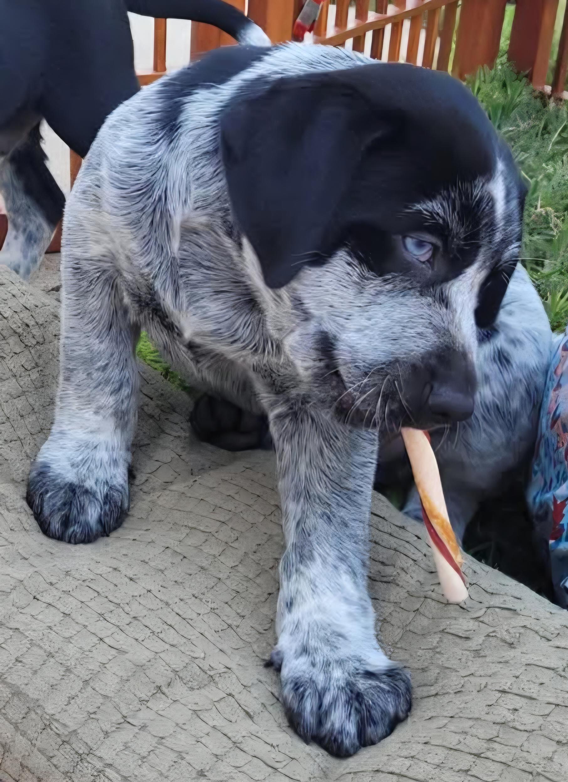 Enlarge Blue, a Adoptable mixed breed in Mission, TX image 2/3