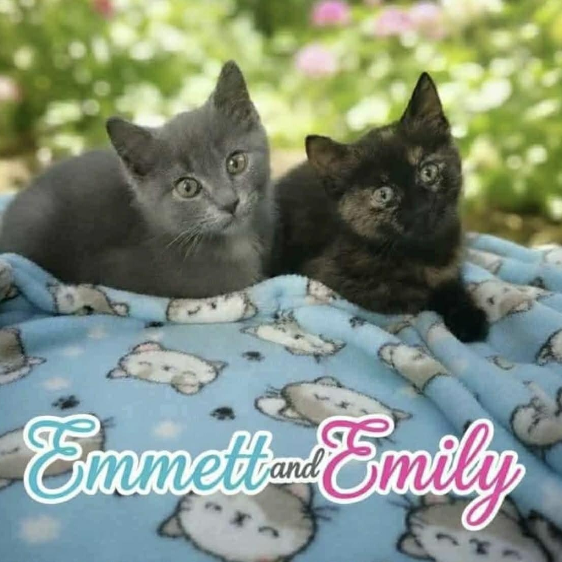 Emmett & Emily, Adoptable, Kitten Female Tortoiseshell & Russian Blue.