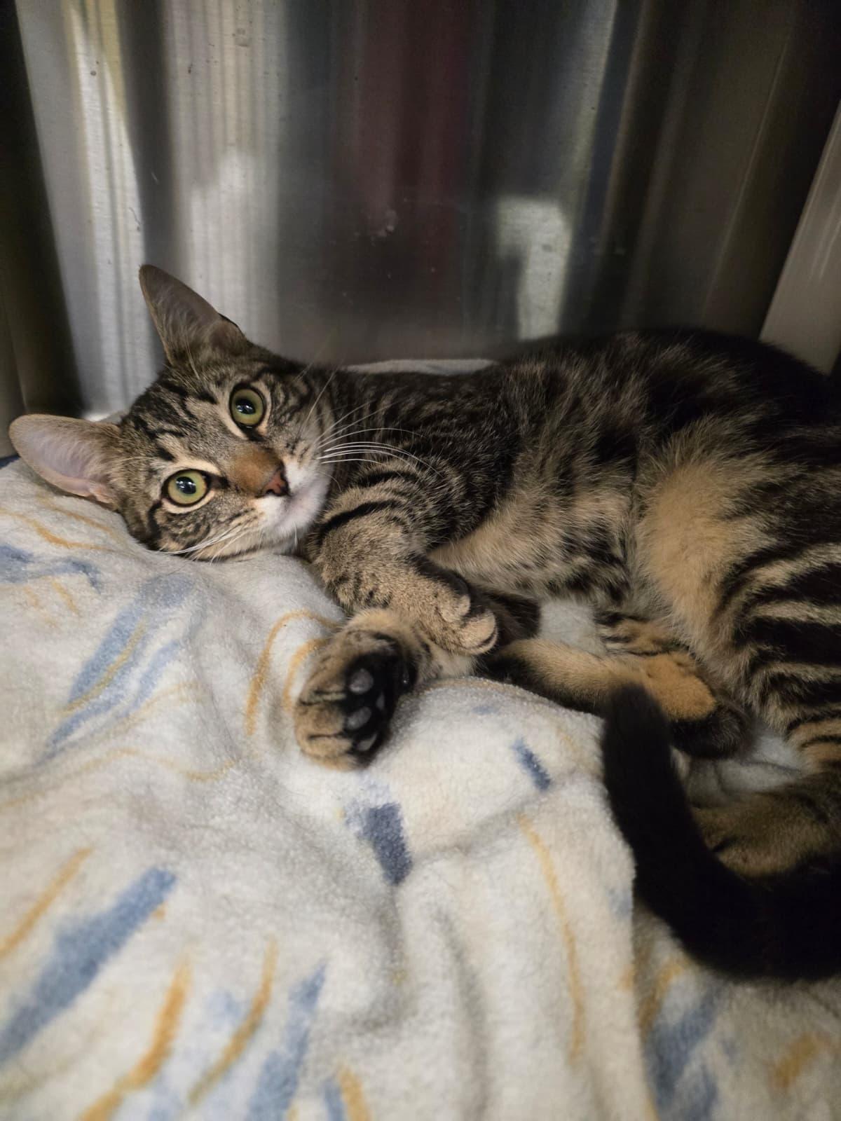 Enlarge Voltorb, an adopted Domestic Short Hair in Nottingham, MD image 5/5