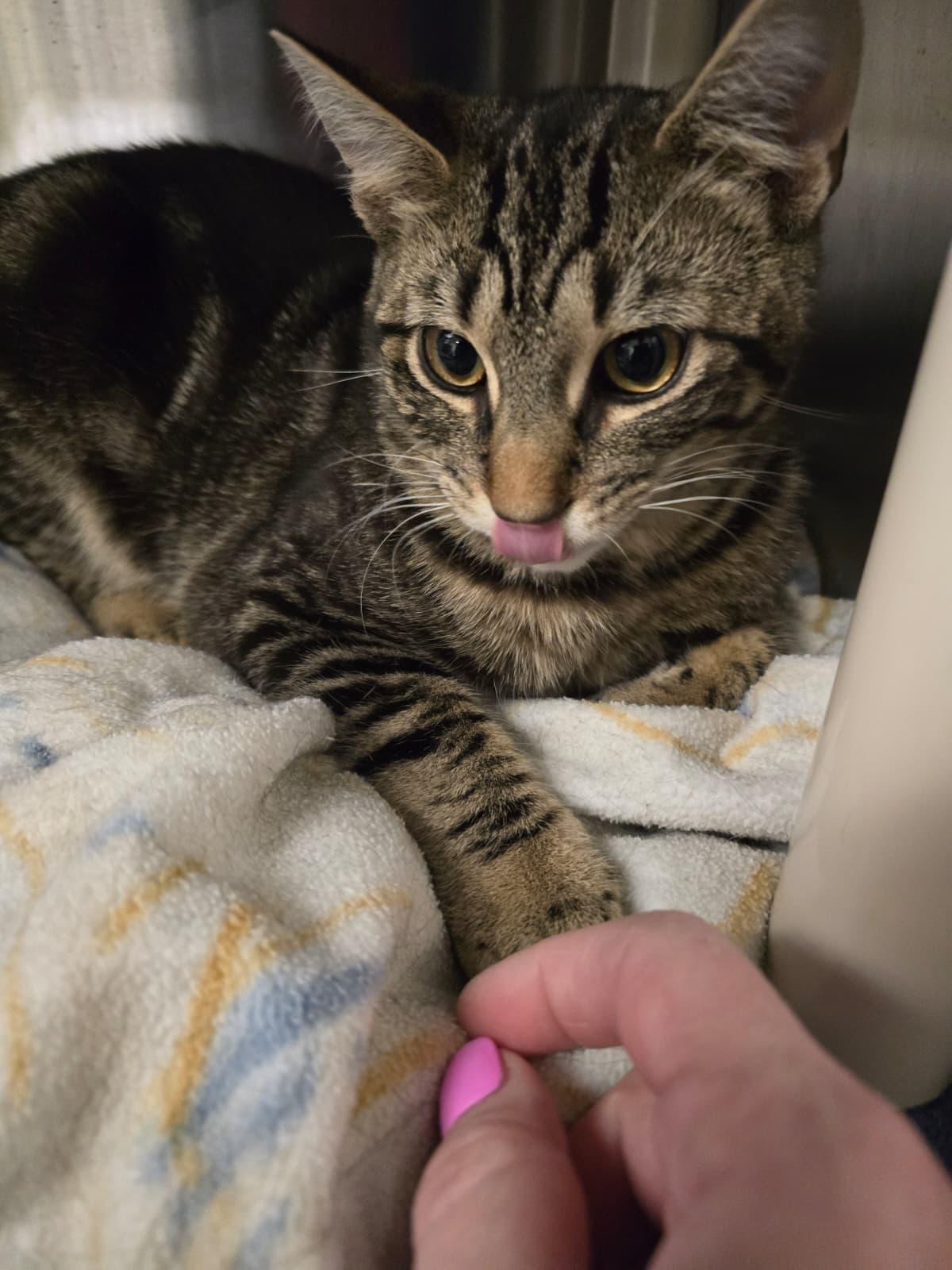 Enlarge Voltorb, an adopted Domestic Short Hair in Nottingham, MD image 2/5
