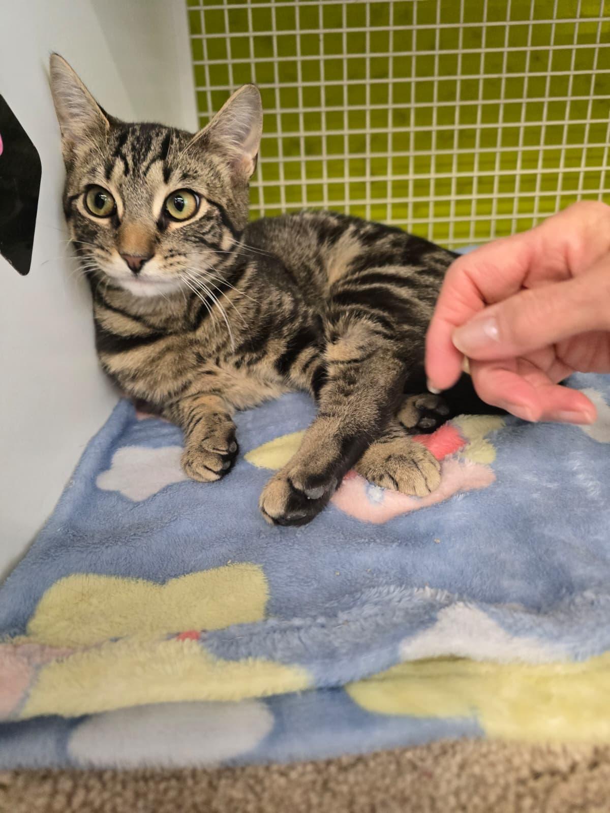 Enlarge Voltorb, an adopted Domestic Short Hair in Nottingham, MD image 3/5