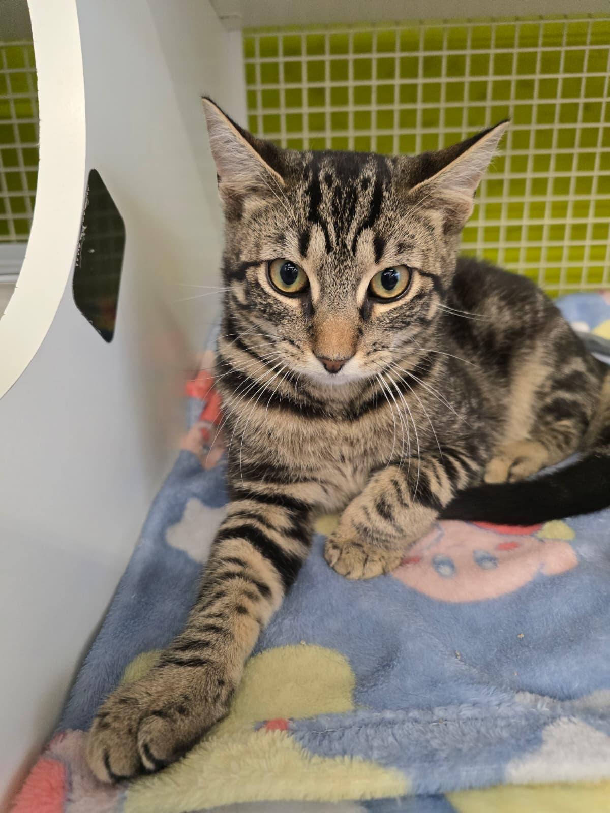 Enlarge Voltorb, an adopted Domestic Short Hair in Nottingham, MD image 1/5