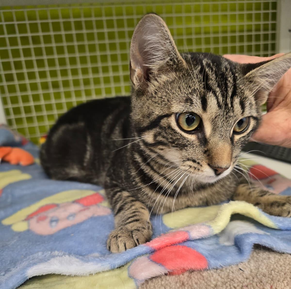 Enlarge Voltorb, an adopted Domestic Short Hair in Nottingham, MD image 4/5
