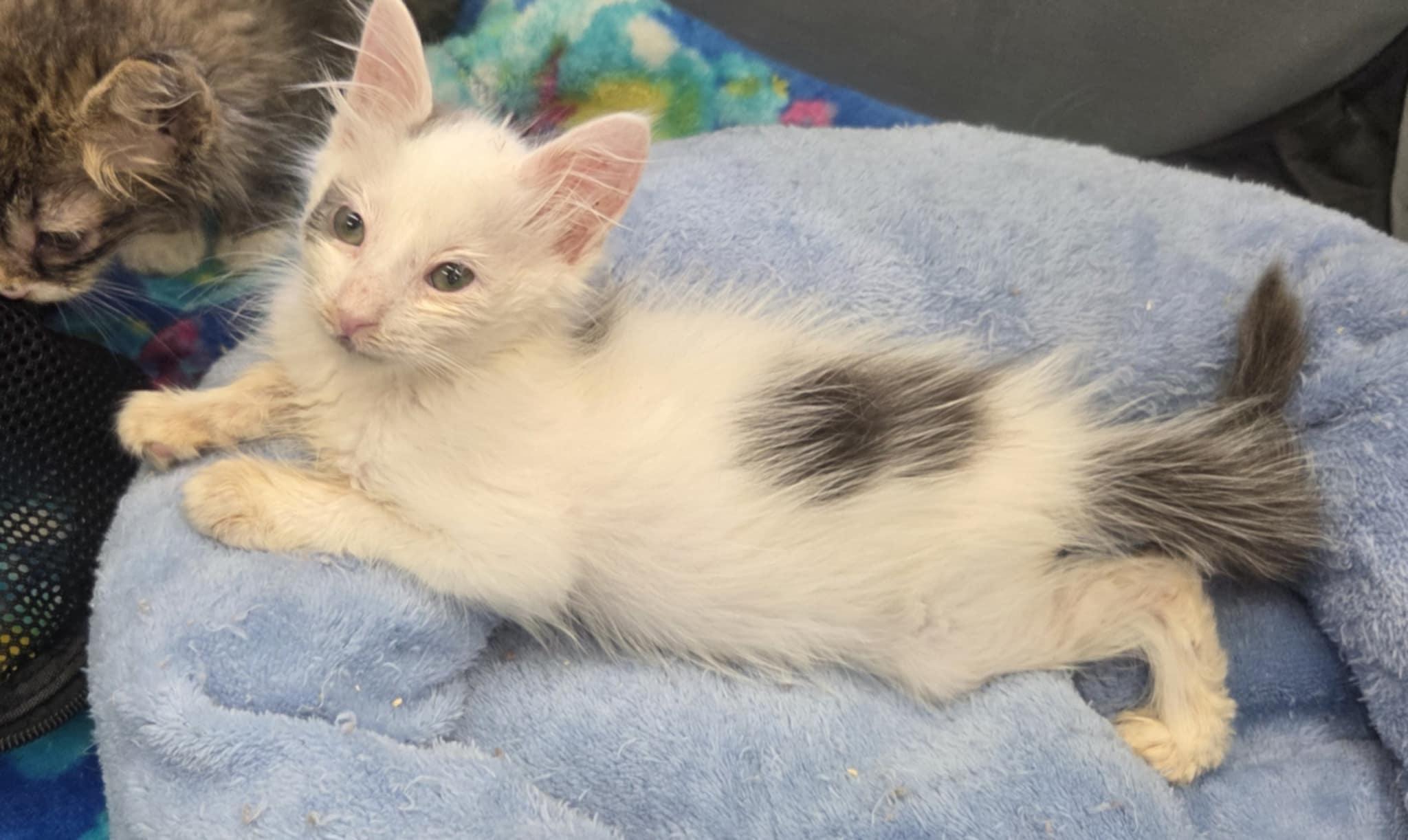 Cat for adoption Coker, a Domestic Short Hair in Warner Robins, GA