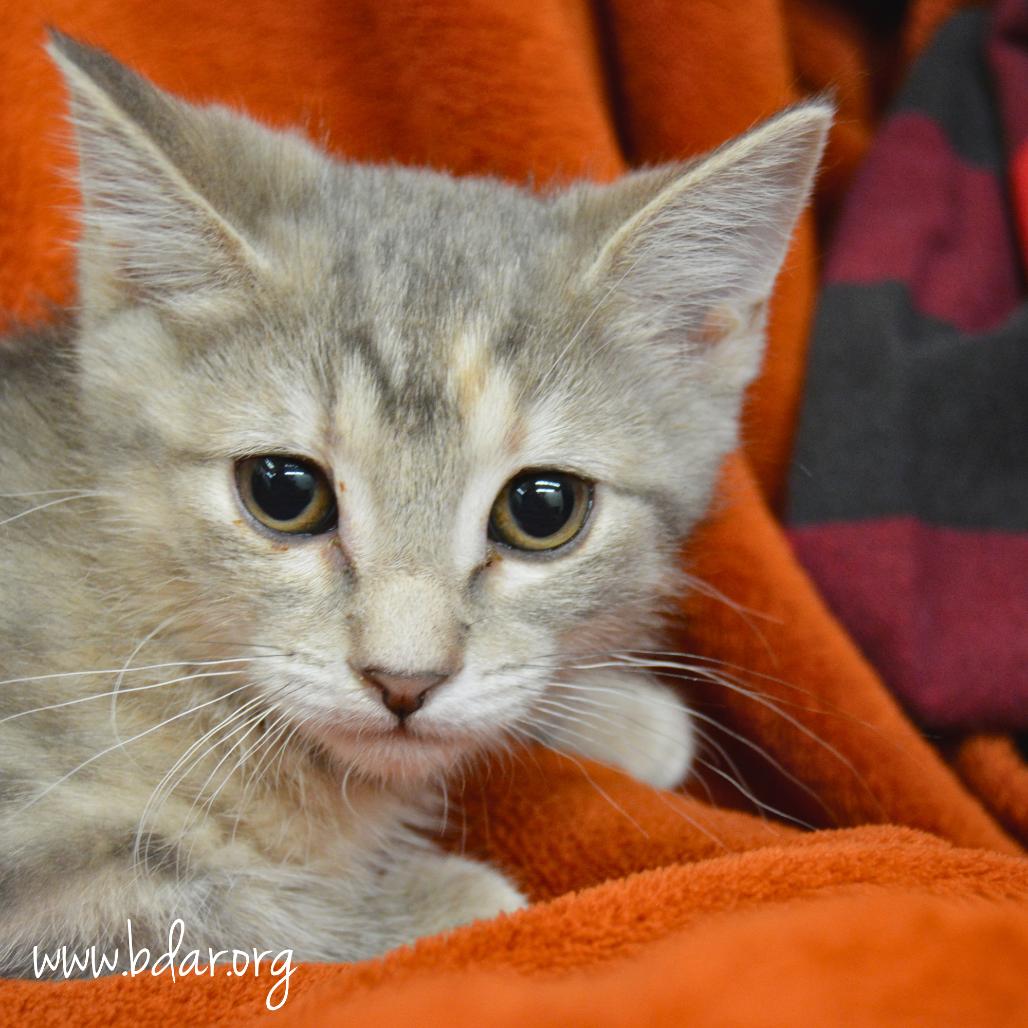 Frida Kahlo, a Adoptable Domestic Short Hair in Cheyenne, WY image 1/2