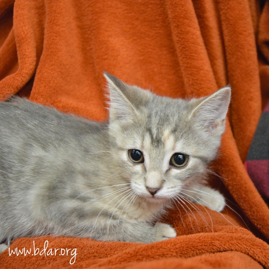Frida Kahlo, a Adoptable Domestic Short Hair in Cheyenne, WY image 2/2