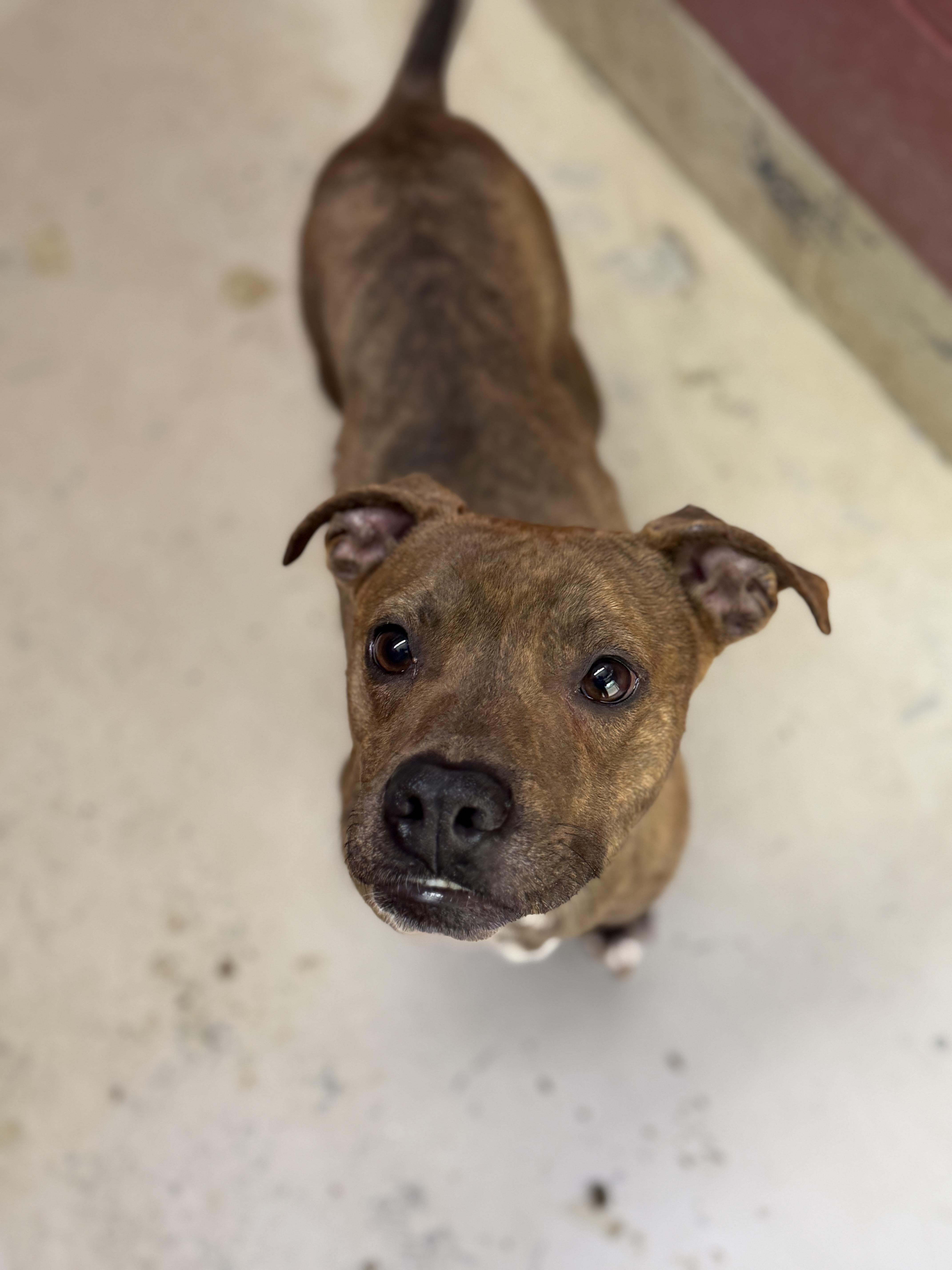 Enlarge Bruiser 12053, a Adoptable mixed breed in Elberton, GA image 3/4