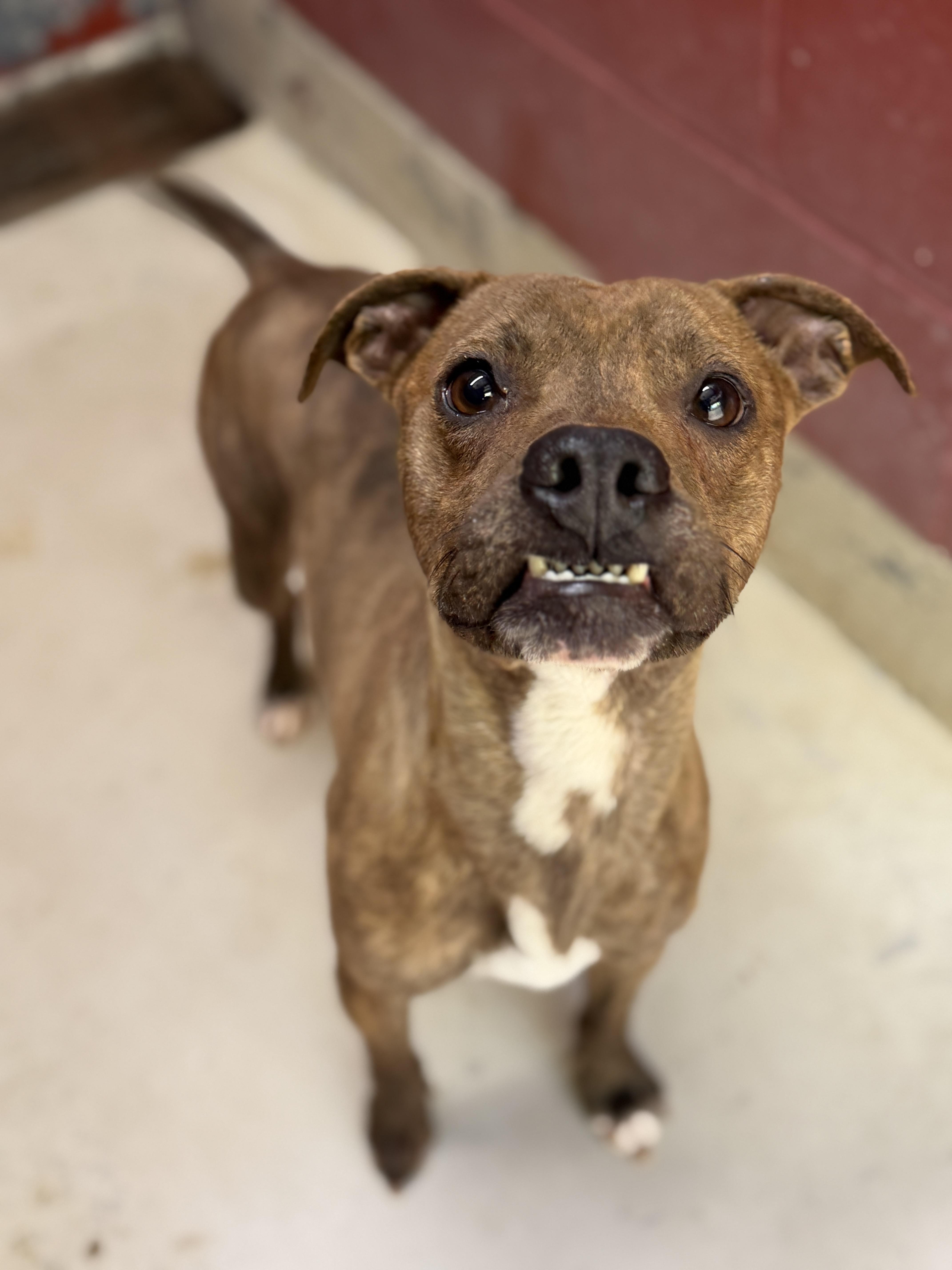 Enlarge Bruiser 12053, a Adoptable mixed breed in Elberton, GA image 2/4