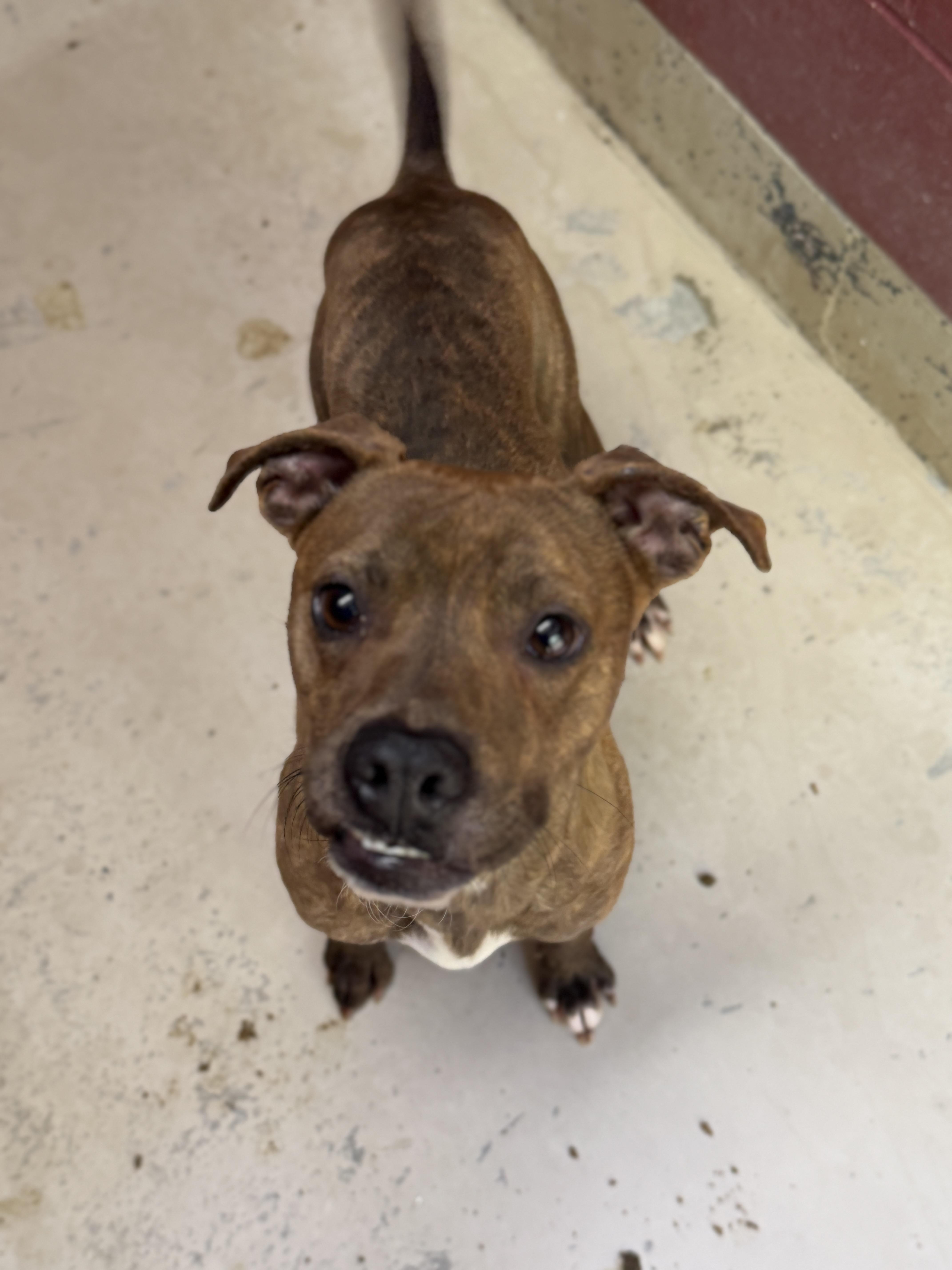 Enlarge Bruiser 12053, a Adoptable mixed breed in Elberton, GA image 4/4