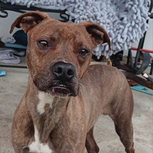 Enlarge Bruiser 12053, a Adoptable mixed breed in Elberton, GA image 1/4